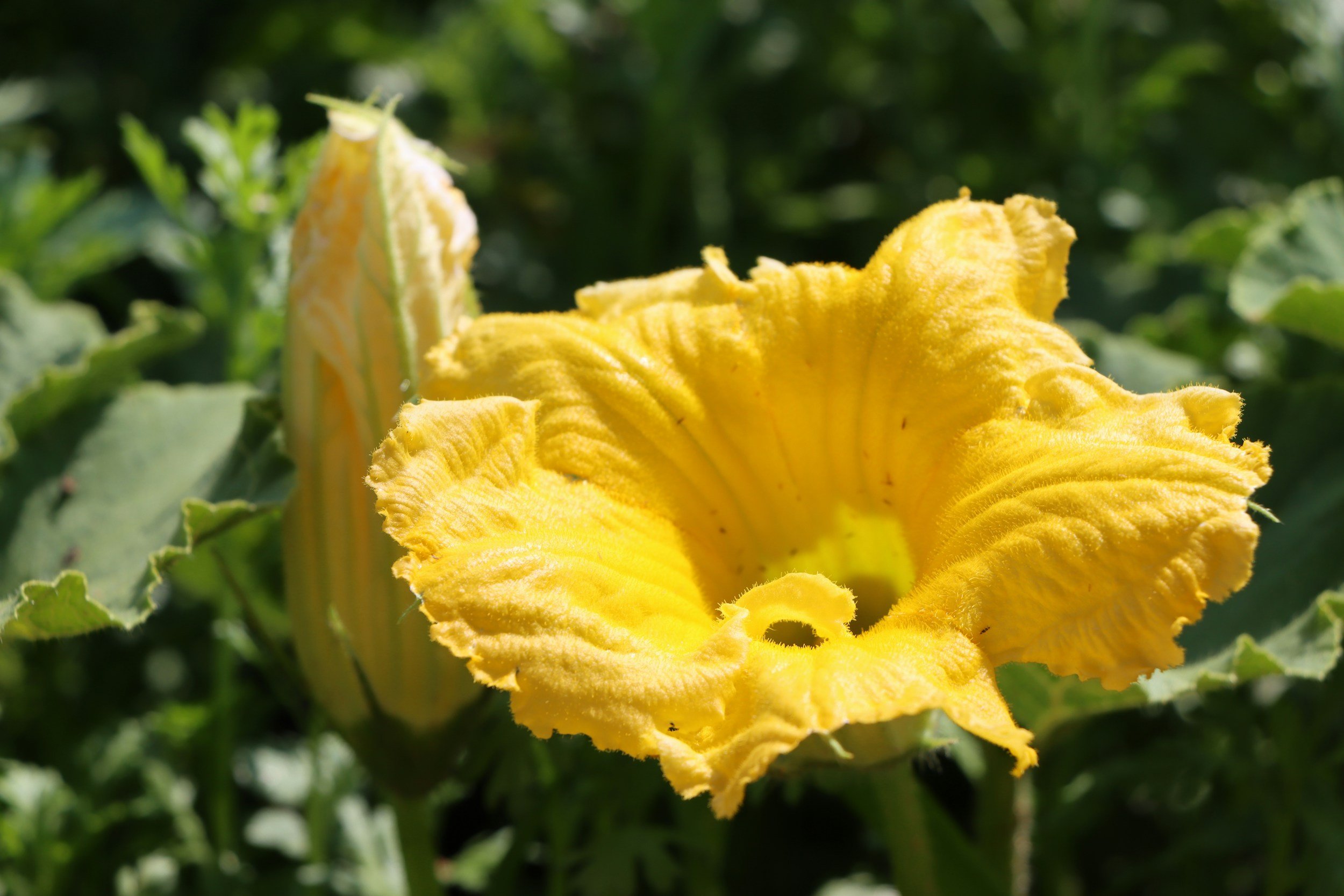 Zucchini blossoms