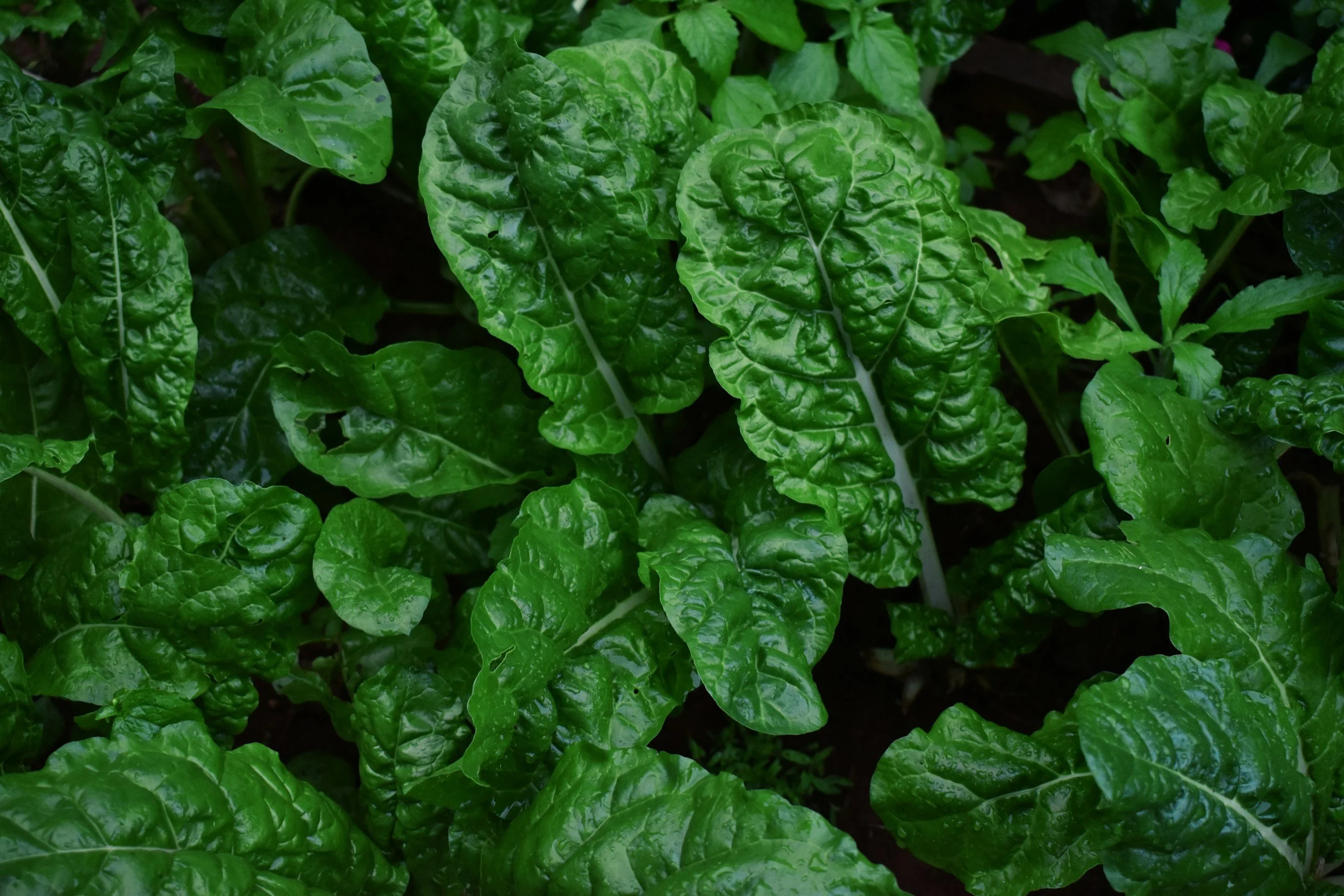 Spinach