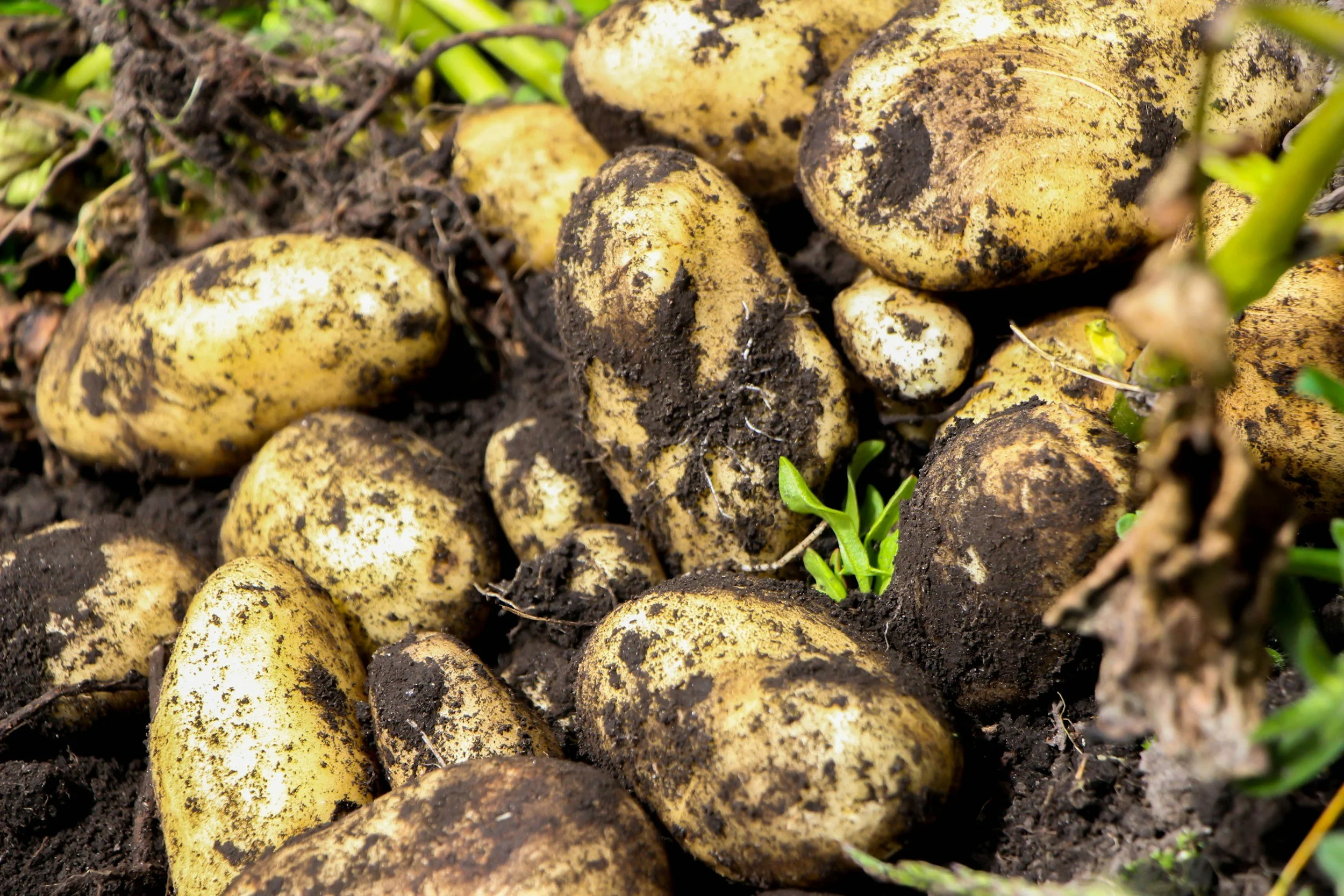 Potatoes
