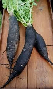 Spanish black radish
