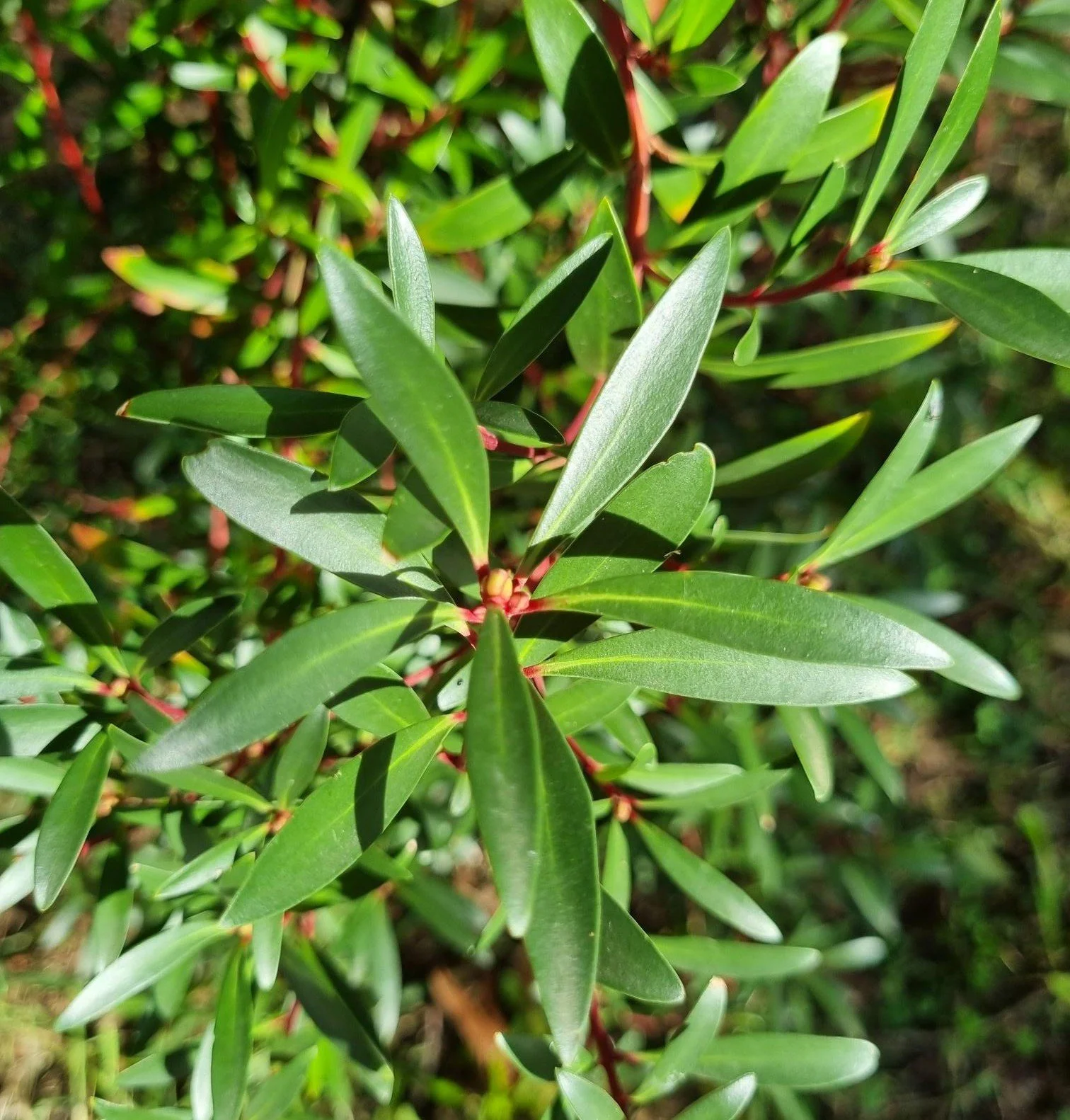 Tasmanian mountain pepper leaf