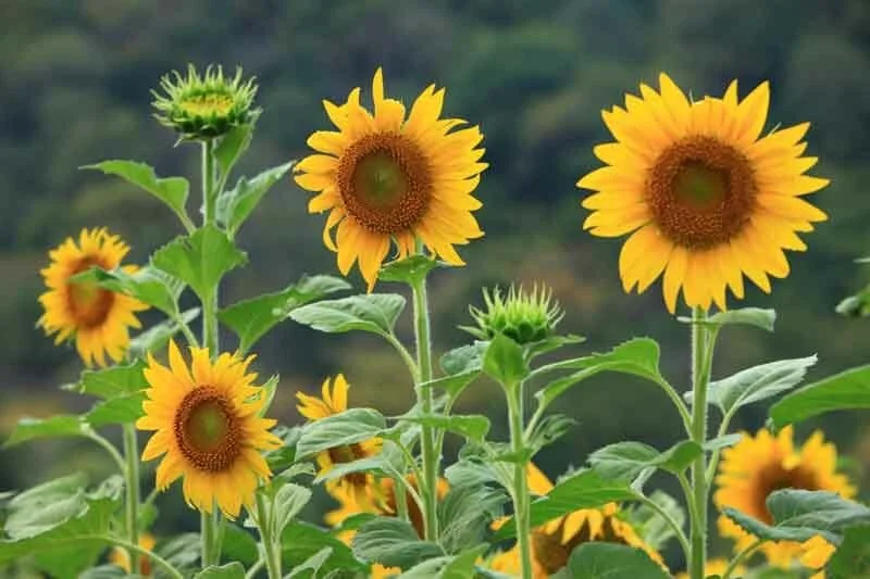 sunflowers