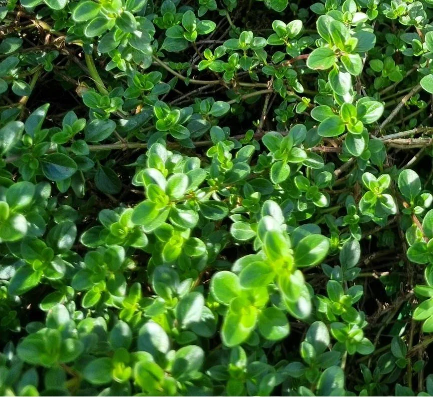 Lemon Thyme
