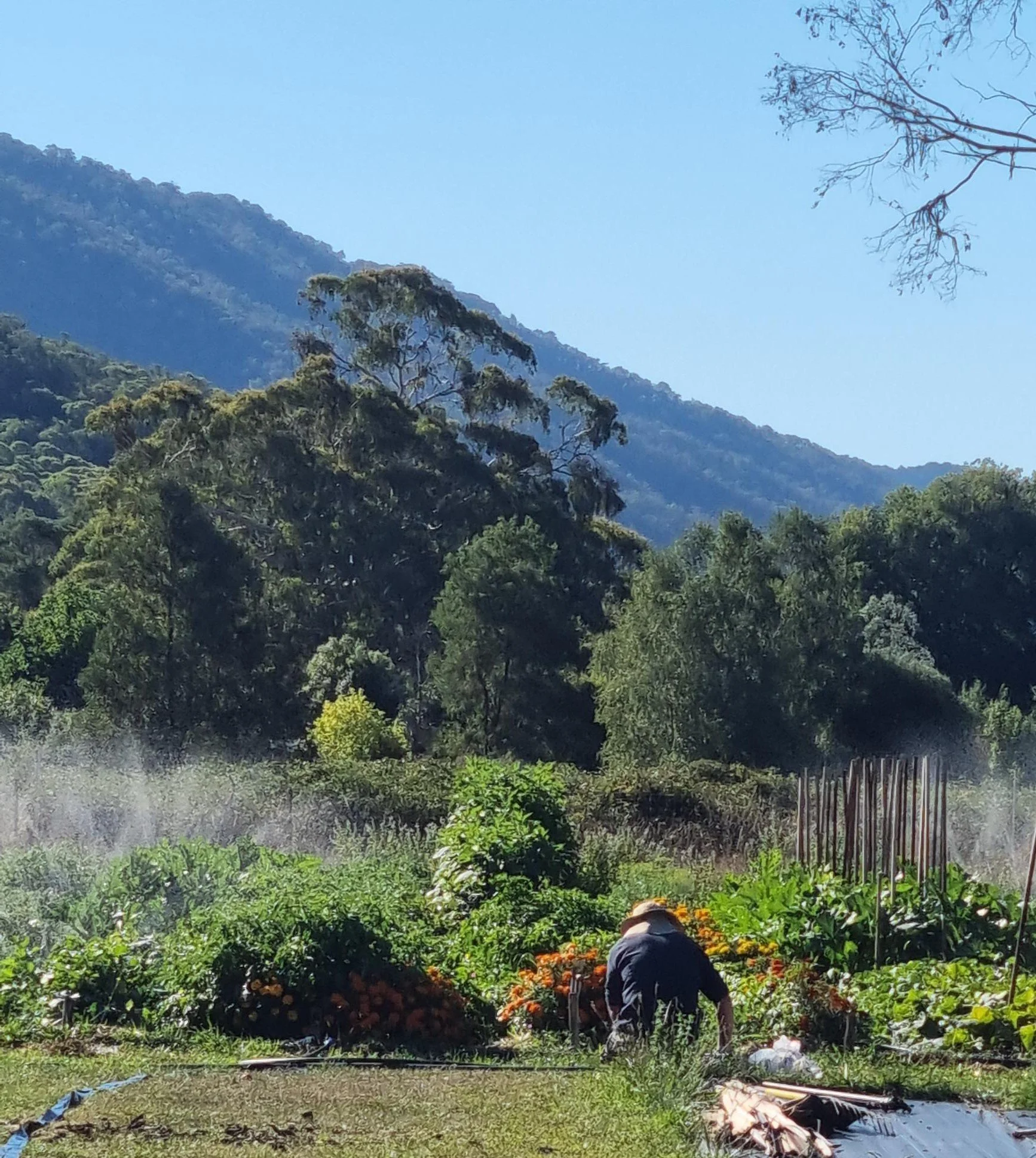 man working in organic farm