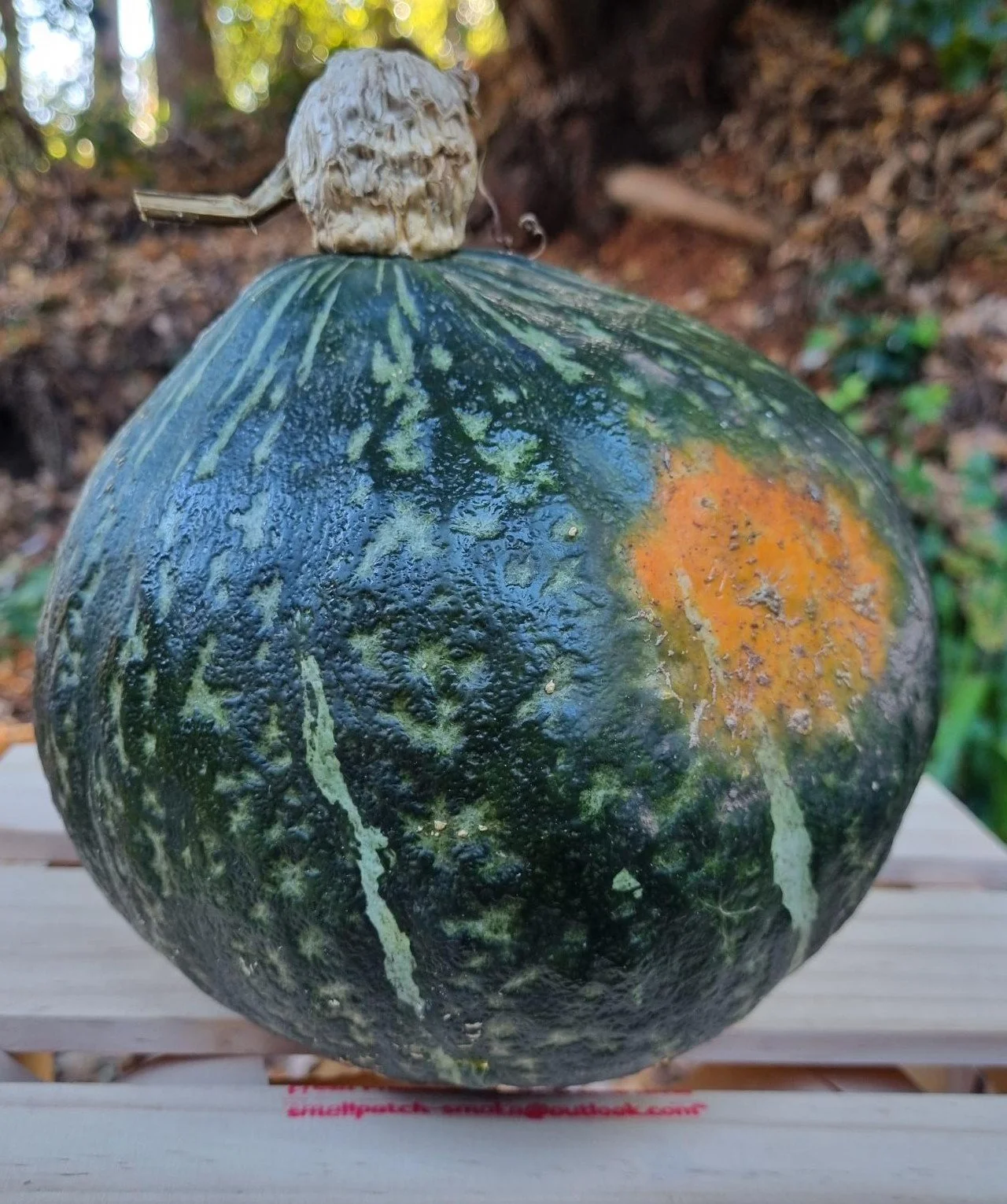 Japanese Pumpkin