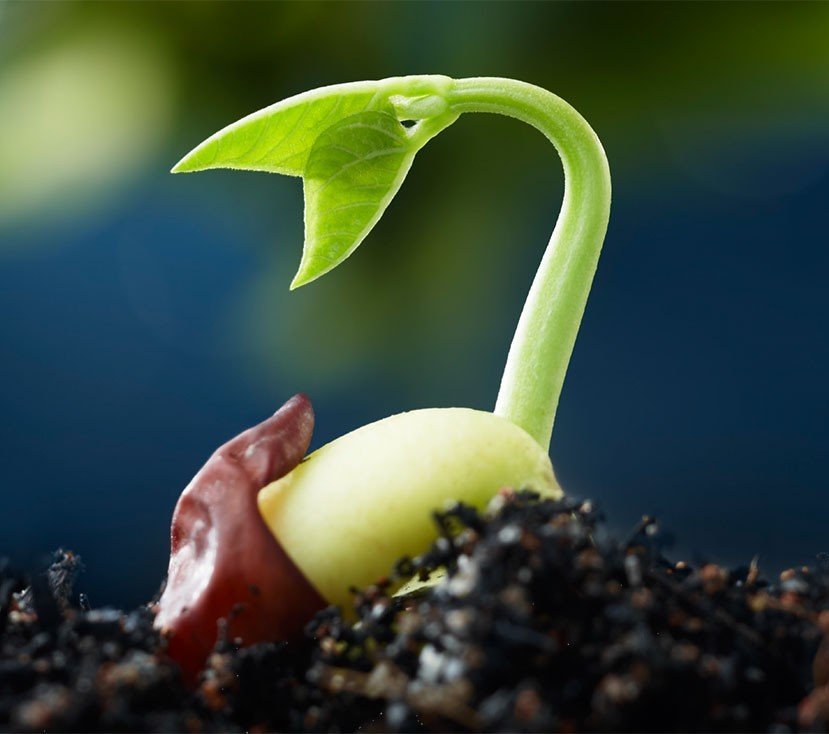 Close-up of a sprouting seedling with green leaves emerging from soil.