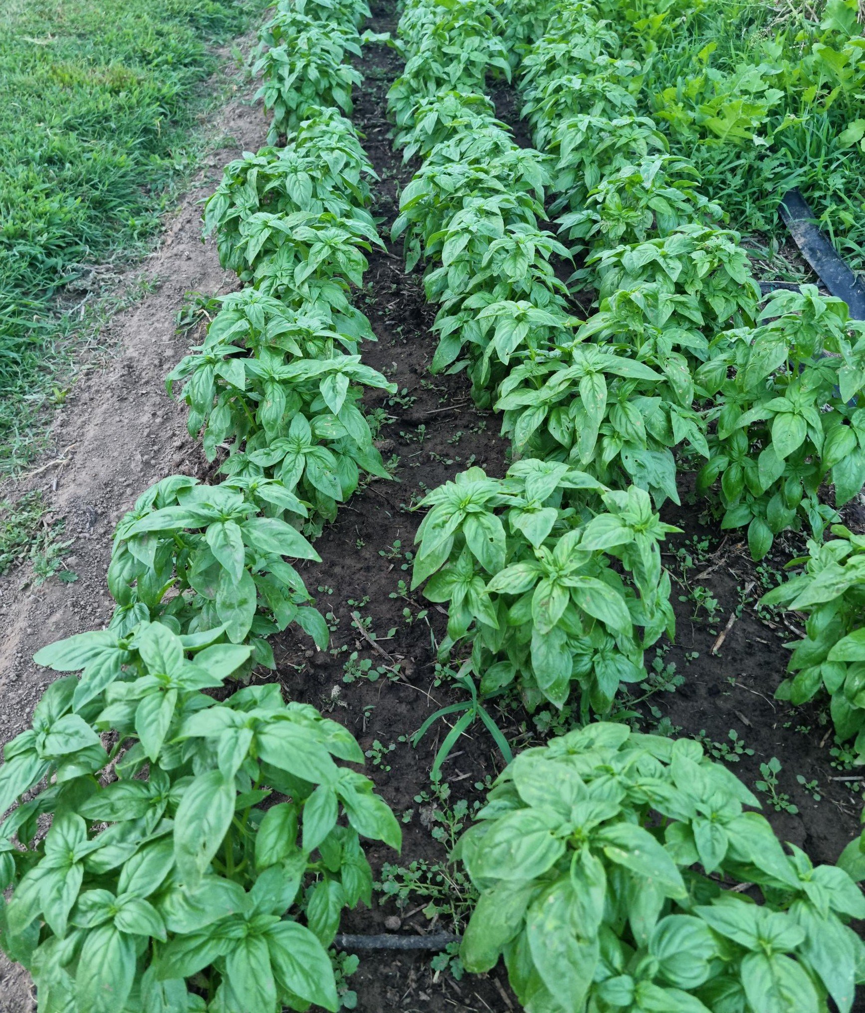 Basil