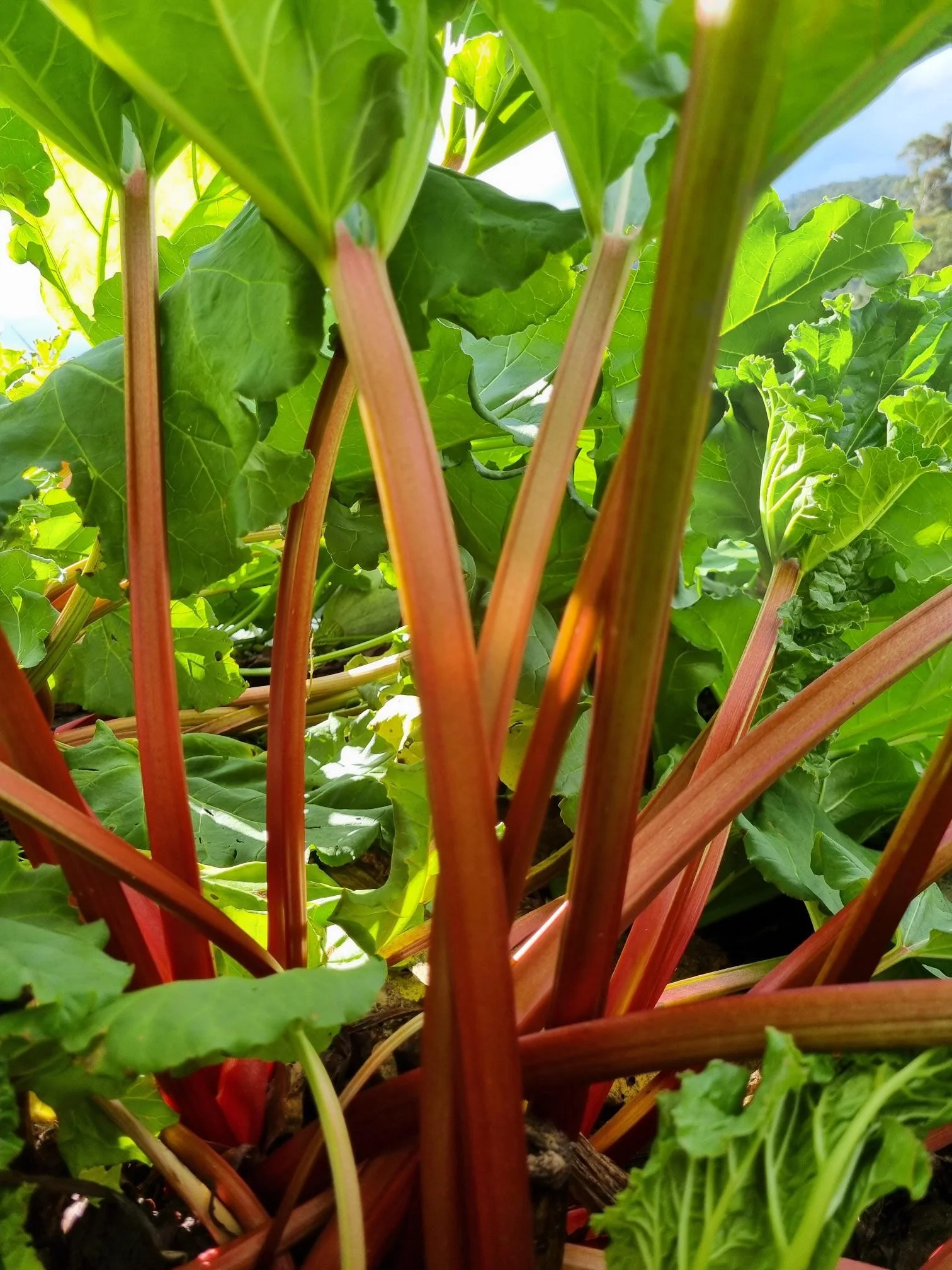 Close-up of green leafy rhubarb plant with reddish stalks and vibrant leaves.