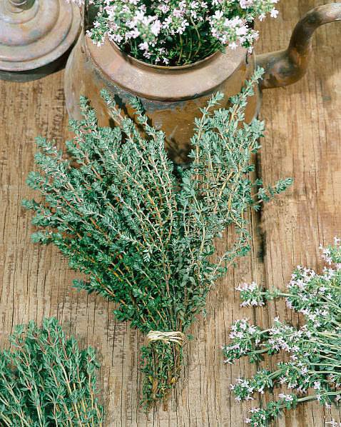 Summer thyme