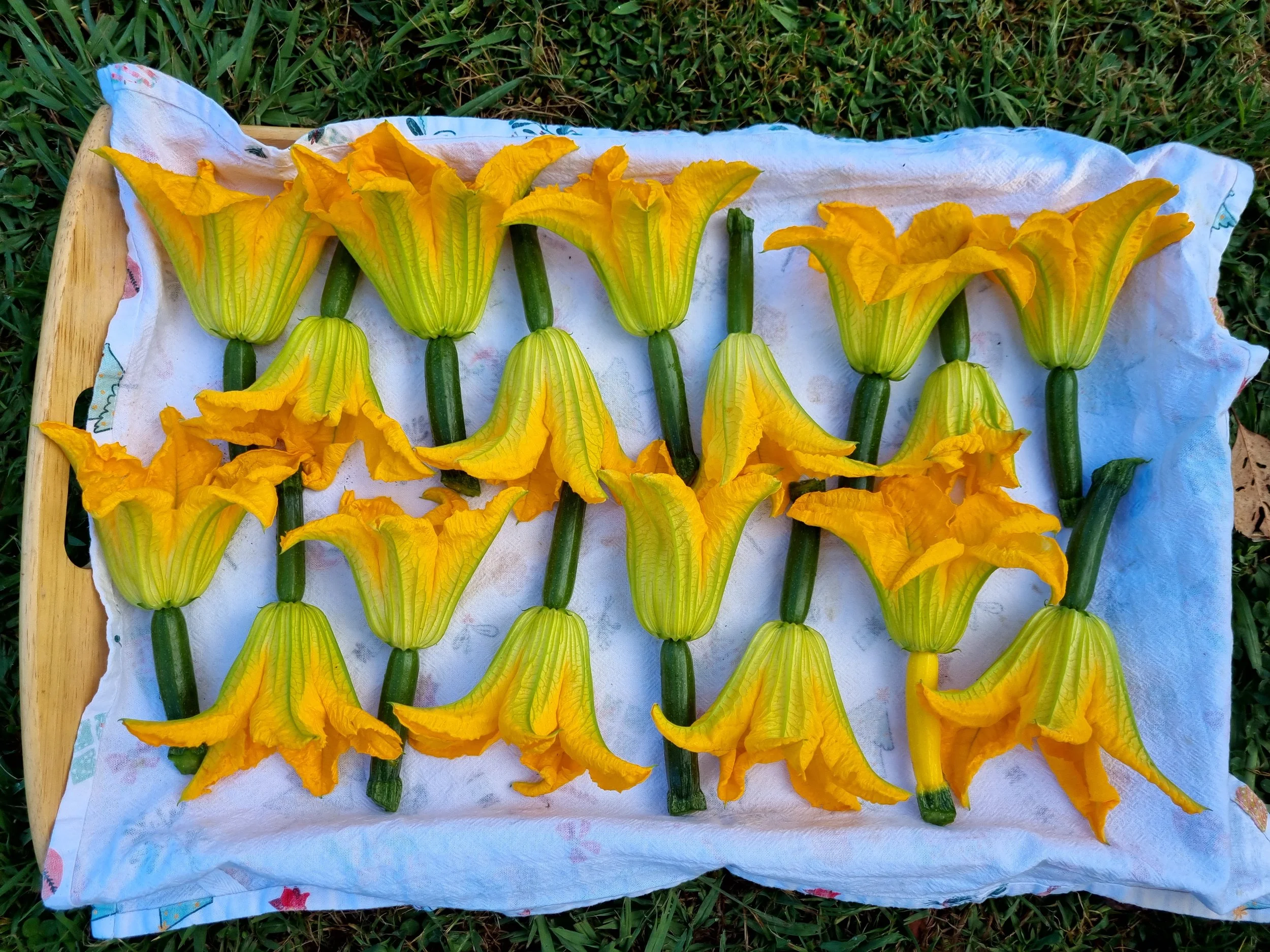 Zuchinni blossoms