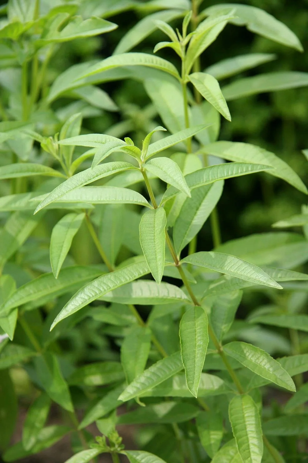 Lemon verbena