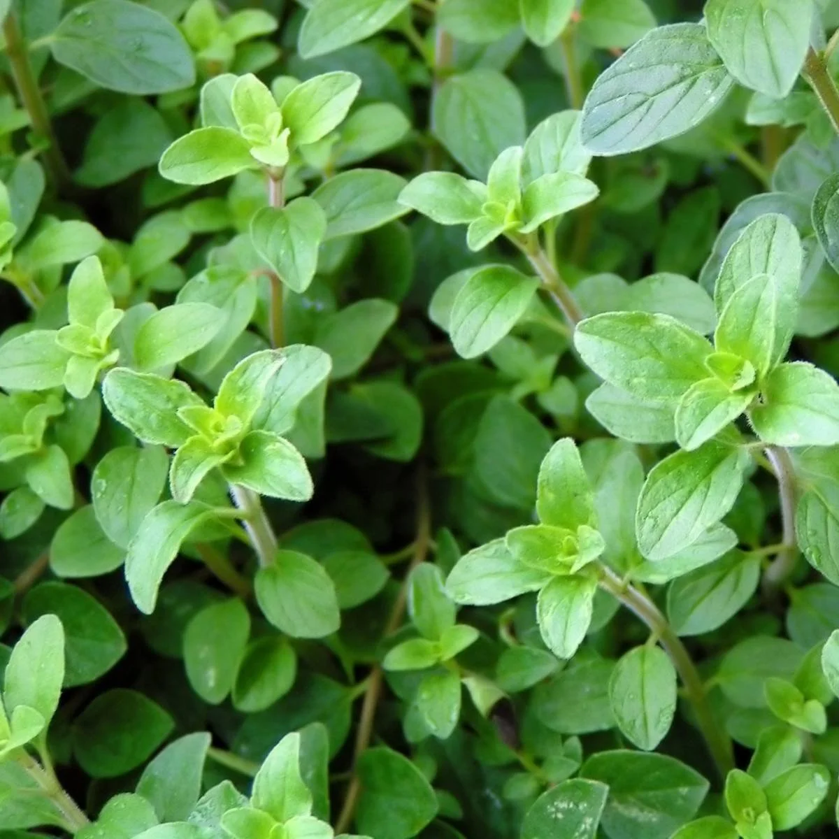 Oregano