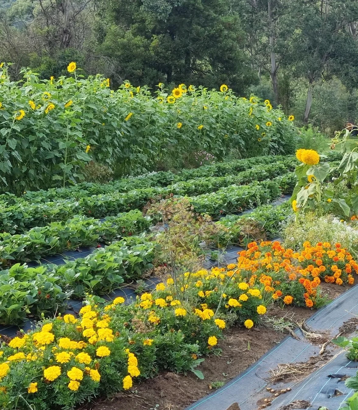 A garden with rows of sunflower plants, green leafy plants, and colorful marigold flowers in orange and yellow, set against a backdrop of trees and a natural landscape.
