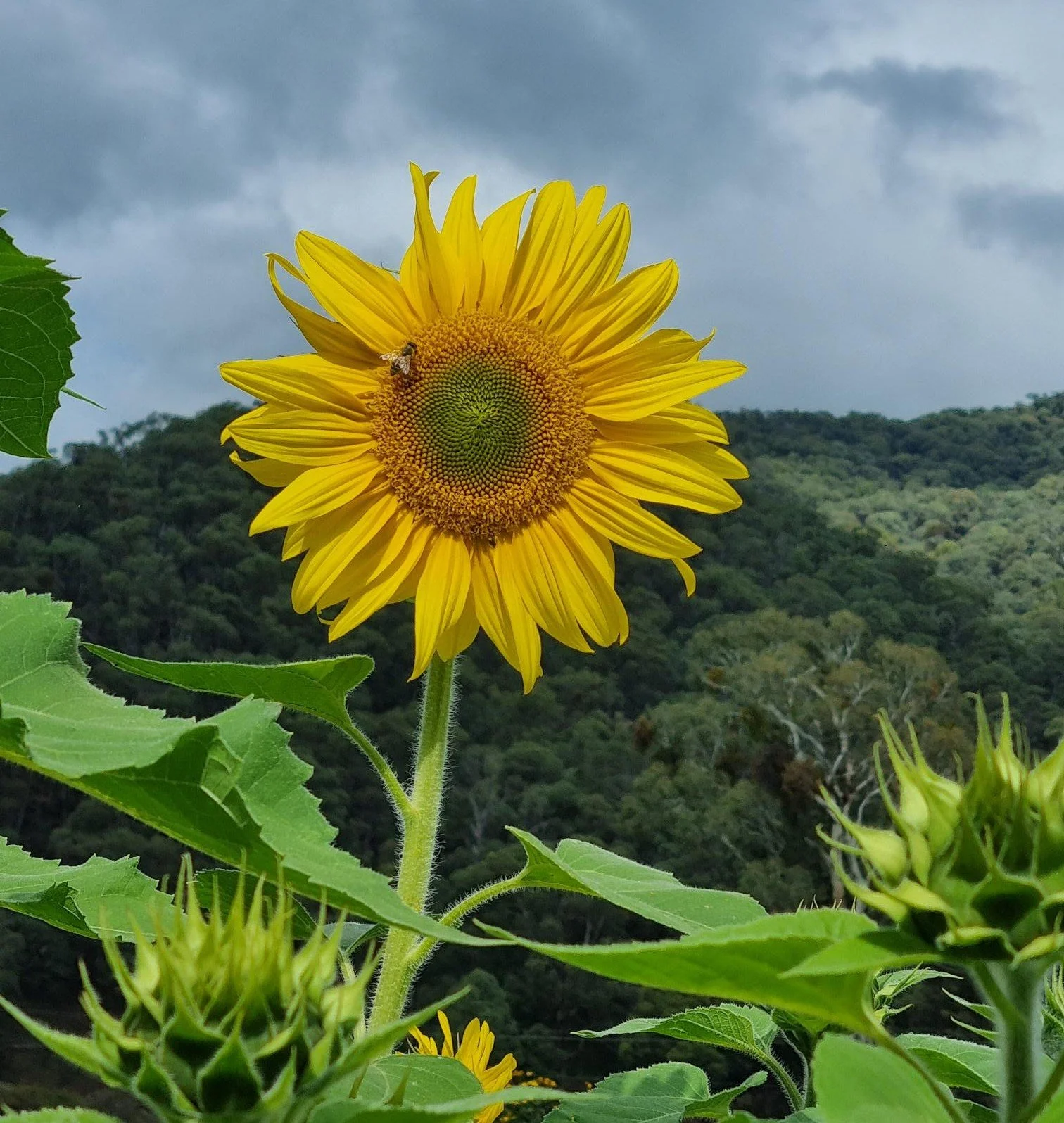 A vibrant yellow sunflower with a bee on its center, set against a cloudy sky and green hilly landscape.
