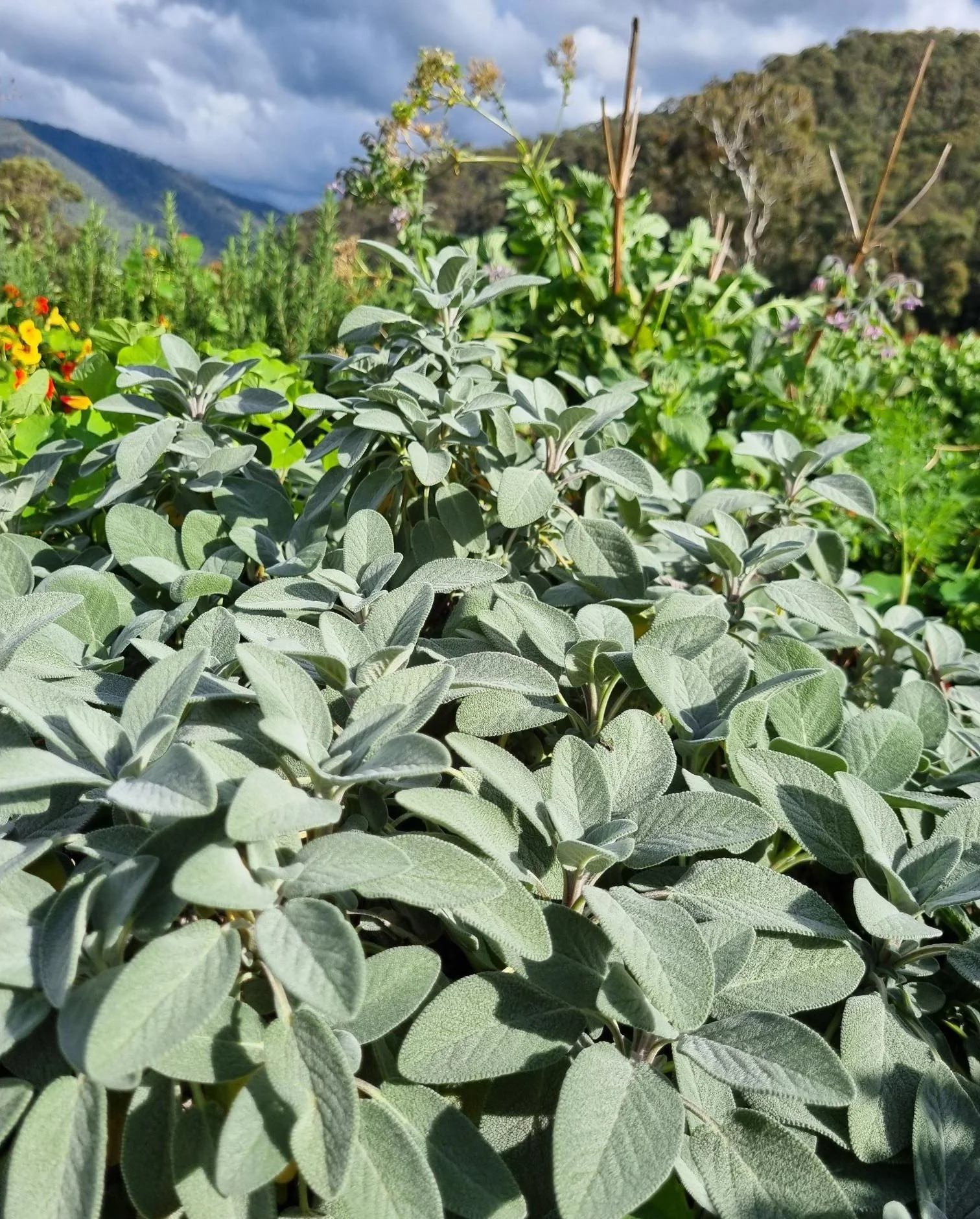 Sage