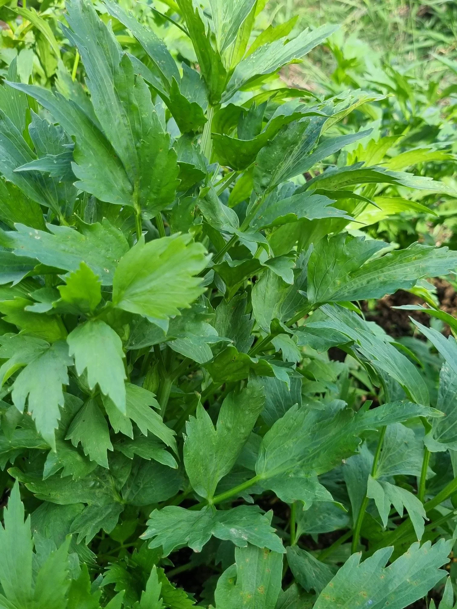 Lovage