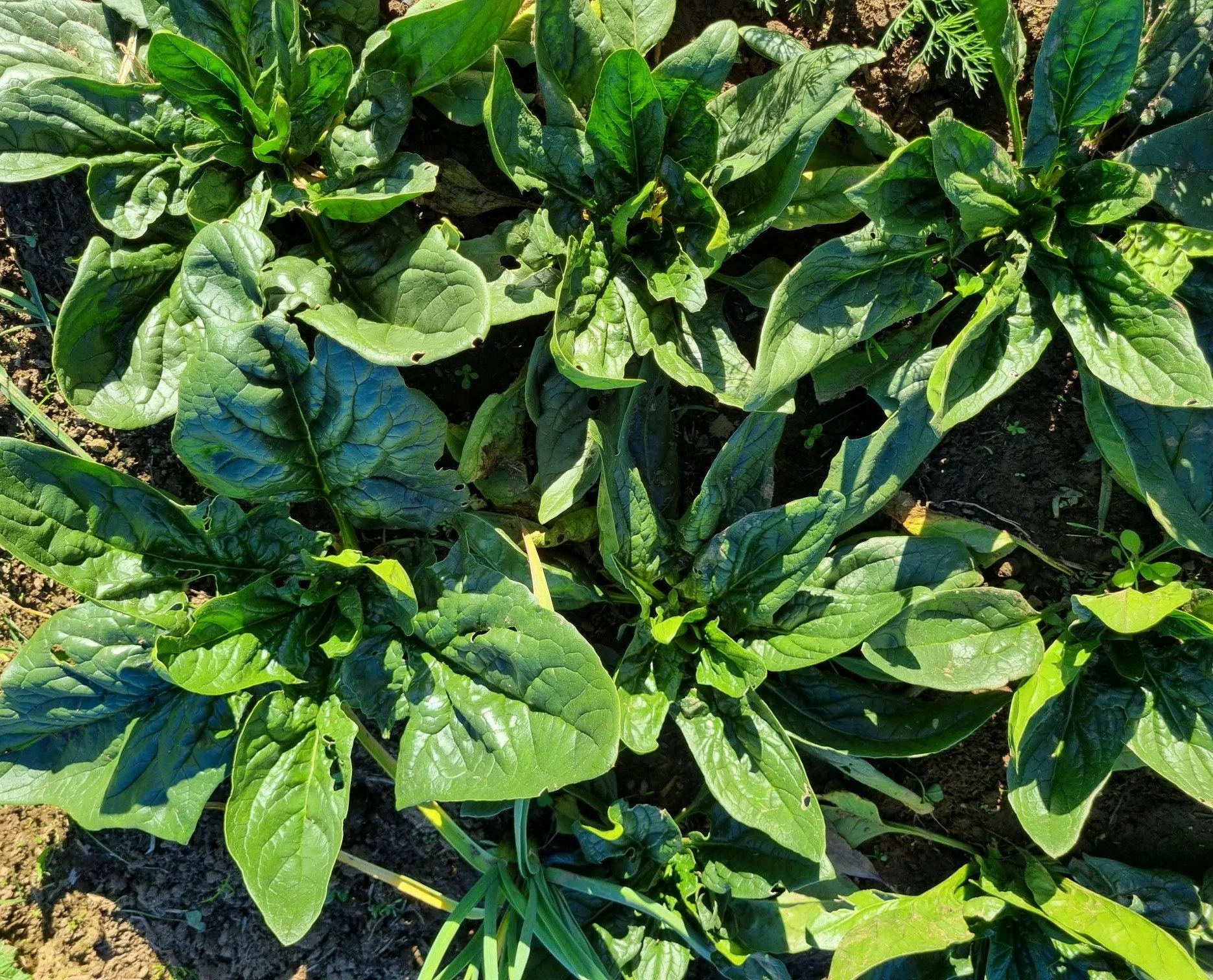Spinach