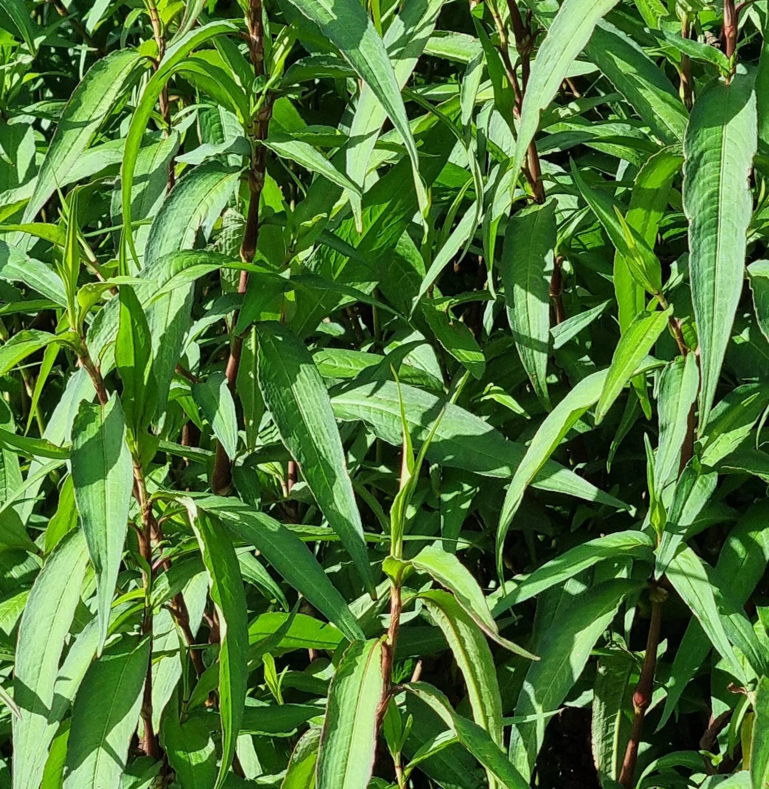 Vietnamese mint