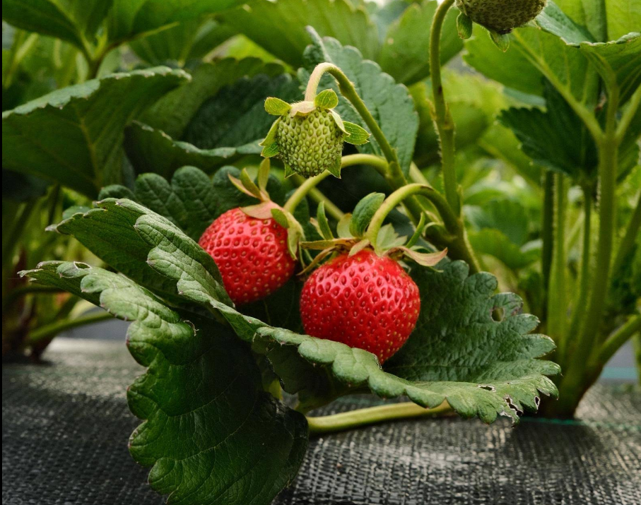 Close-up of a strawberry plant with two ripe red strawberries and one green strawberry.