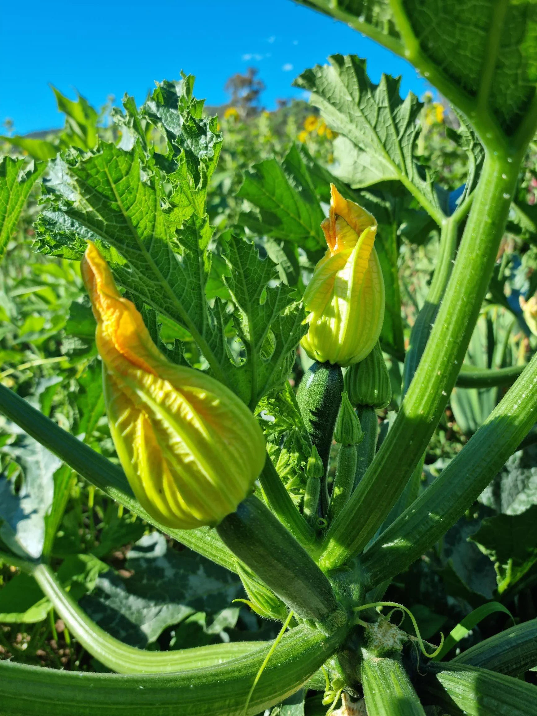 Close-up of a zucchini plant with a young, yellow zucchini fruit and lush green leaves under a clear blue sky.