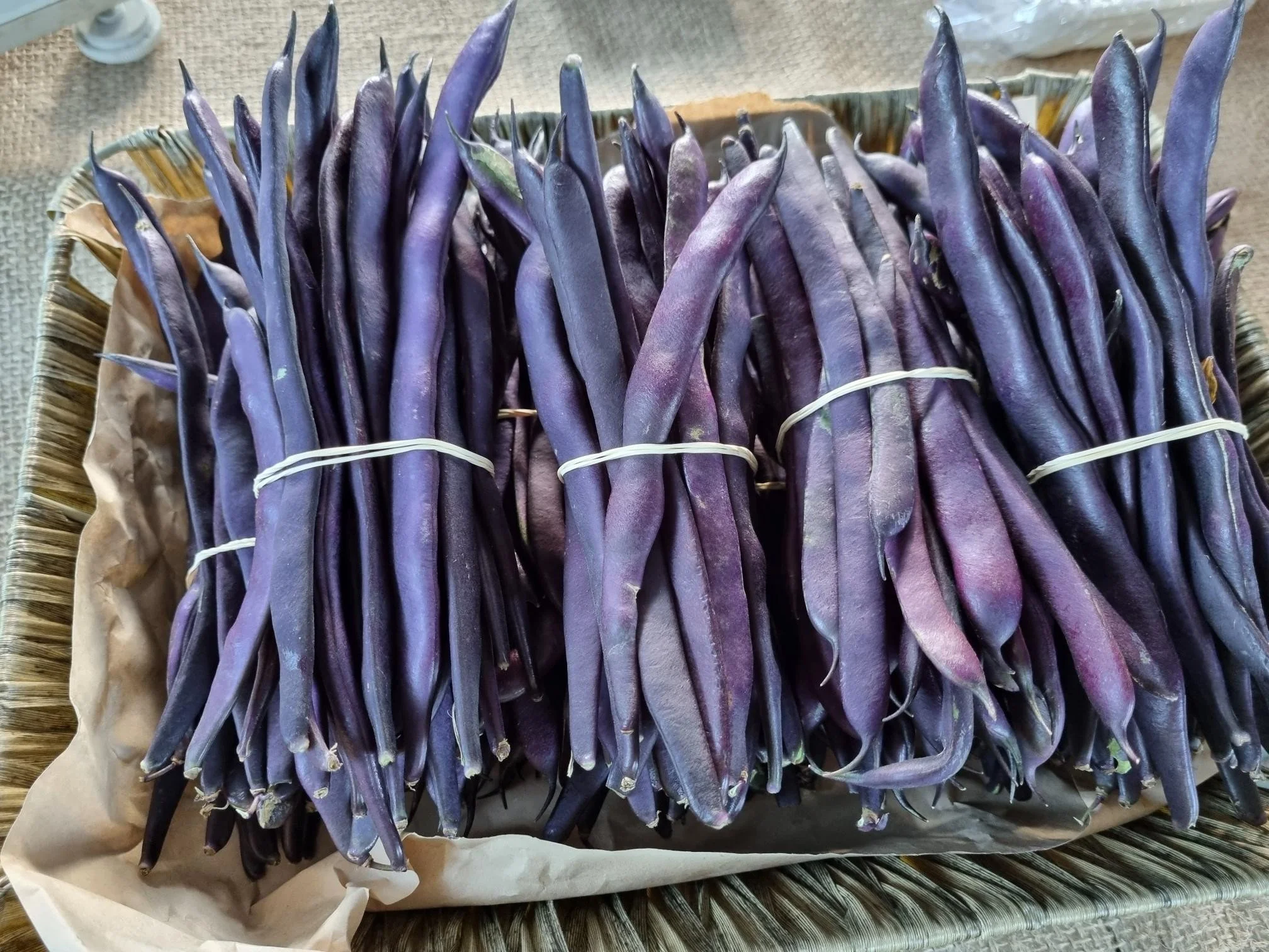 Purple beans