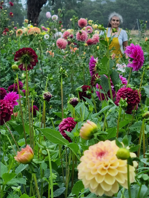 Dhalias