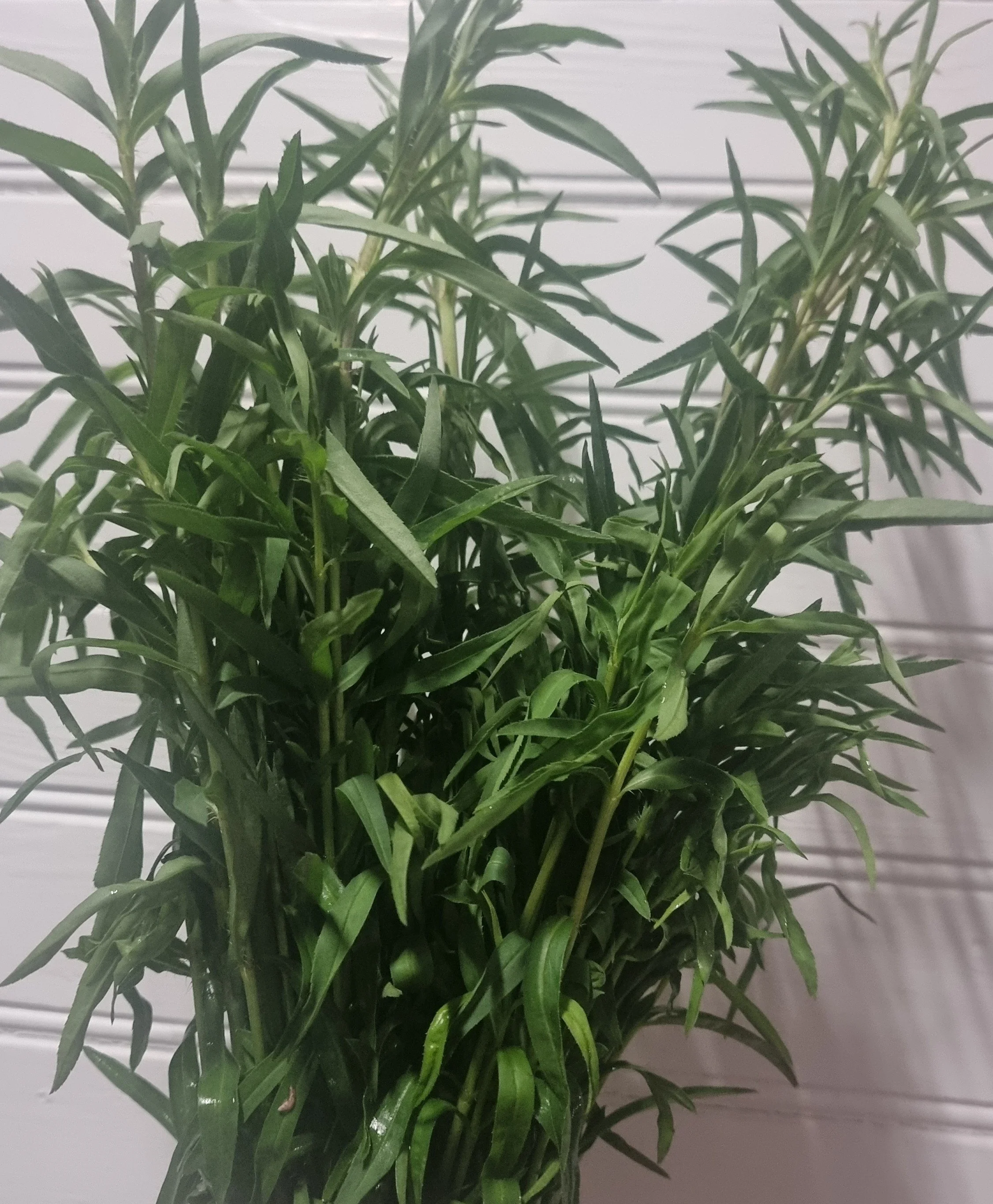 French Tarragon