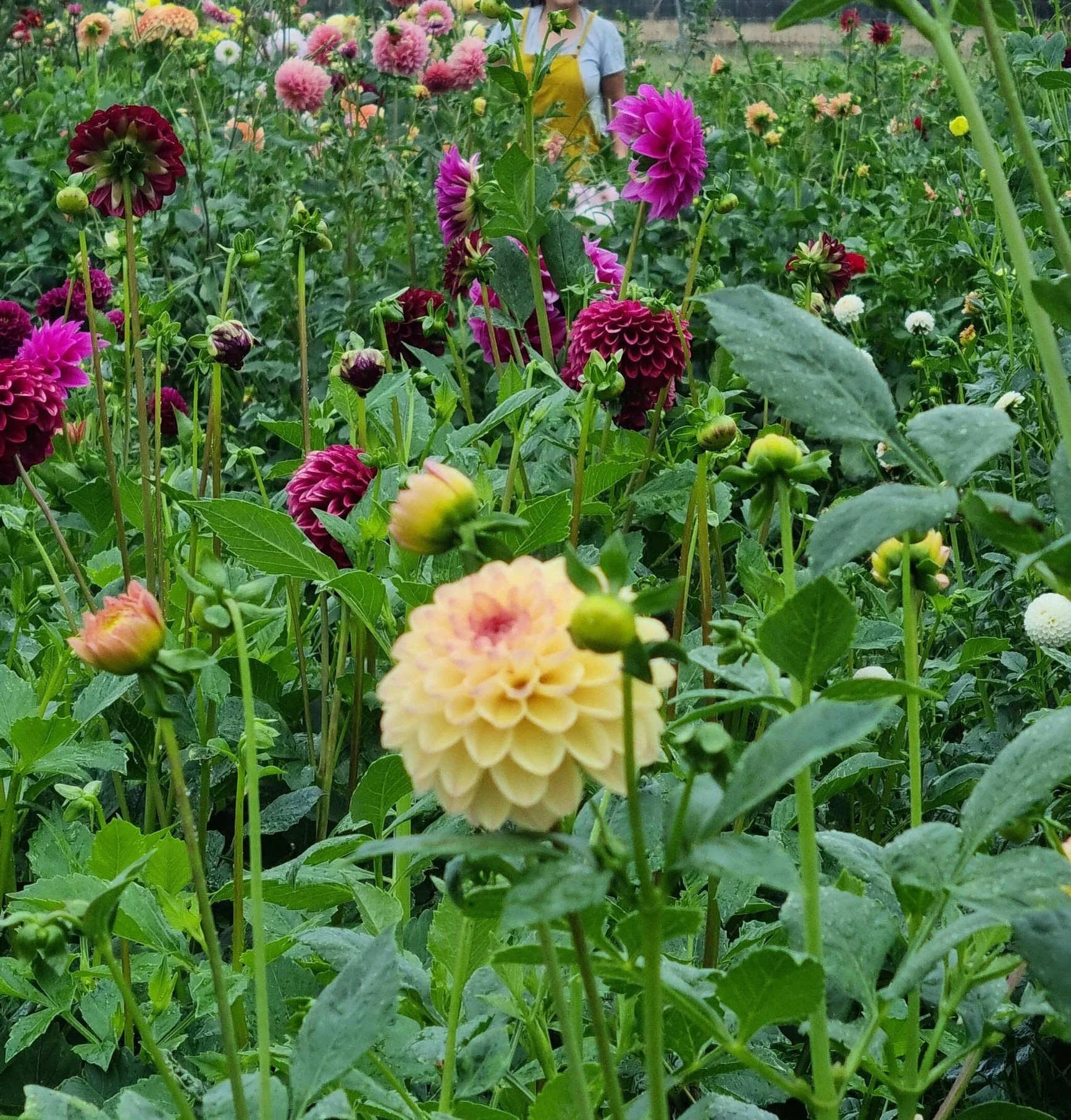 Colorful dahlia flowers in a garden with green leaves and a person wearing a yellow apron in the background.