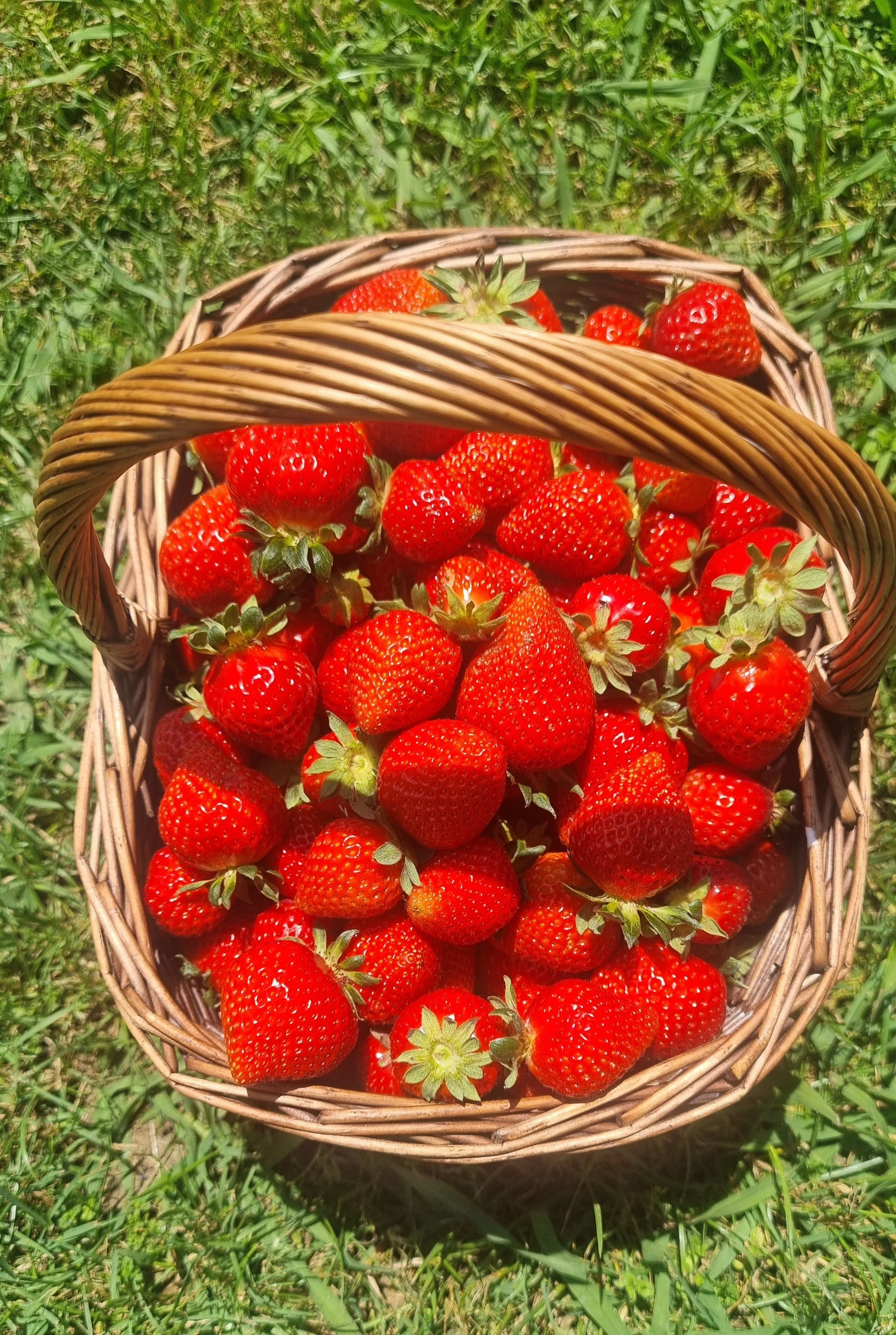 Strawberries