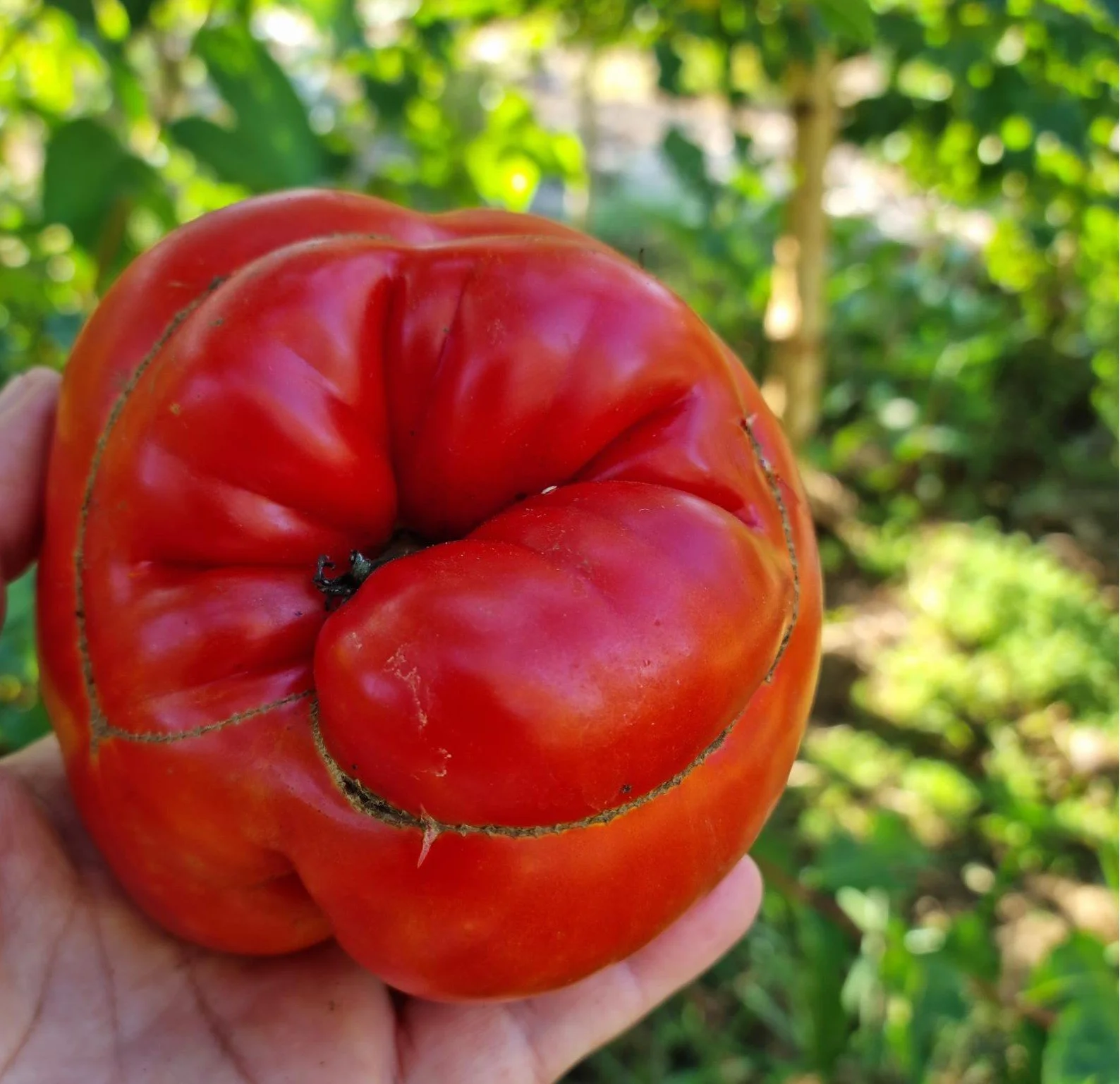 Organic tomato