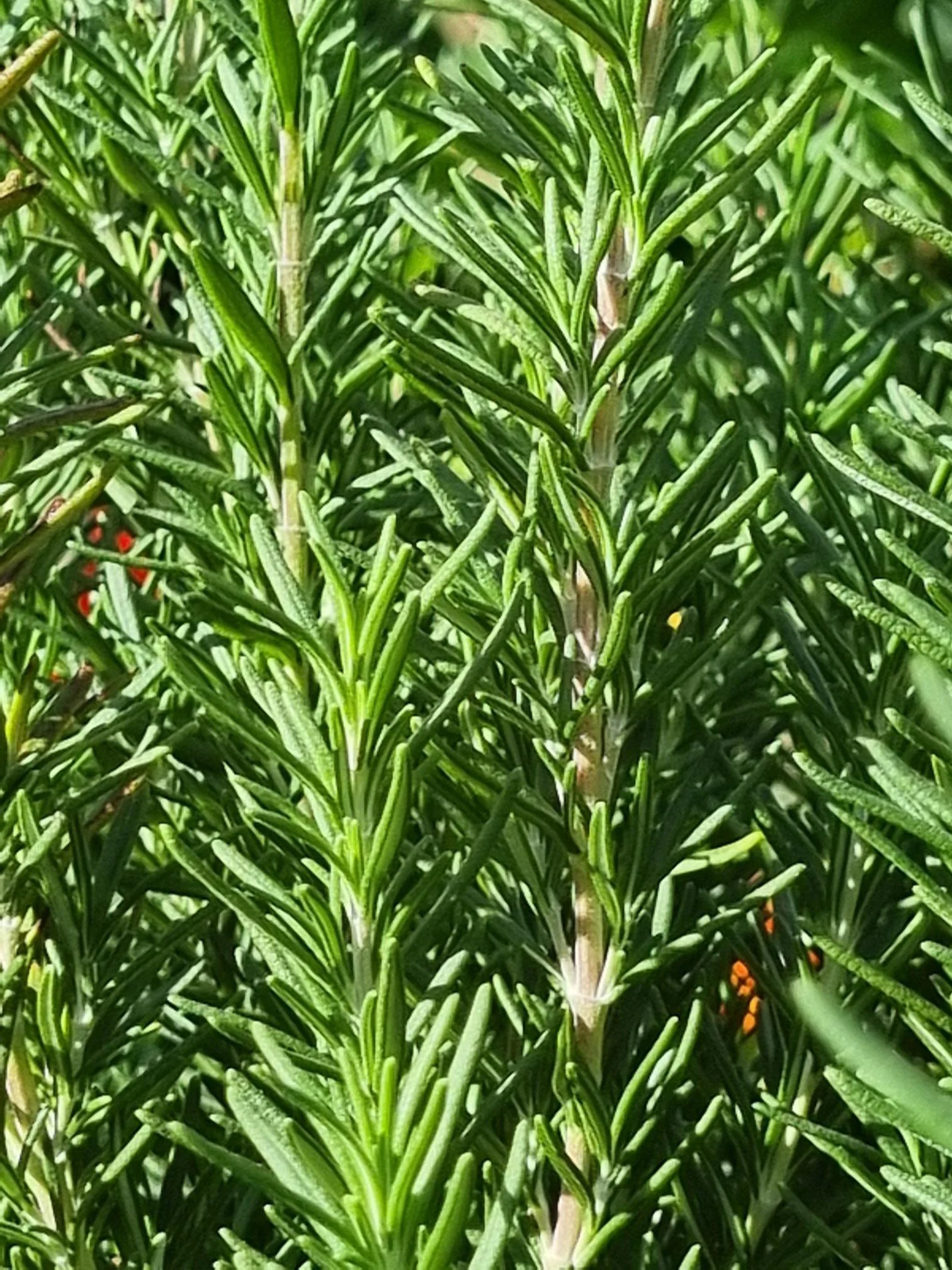 Rosemary