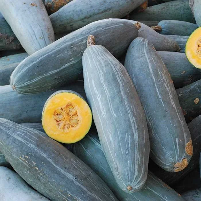 Guatemalan pumpkin