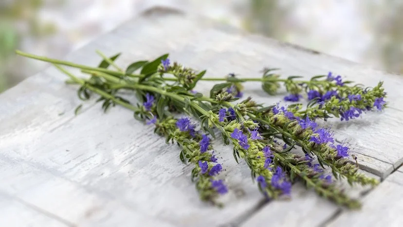 Hyssop