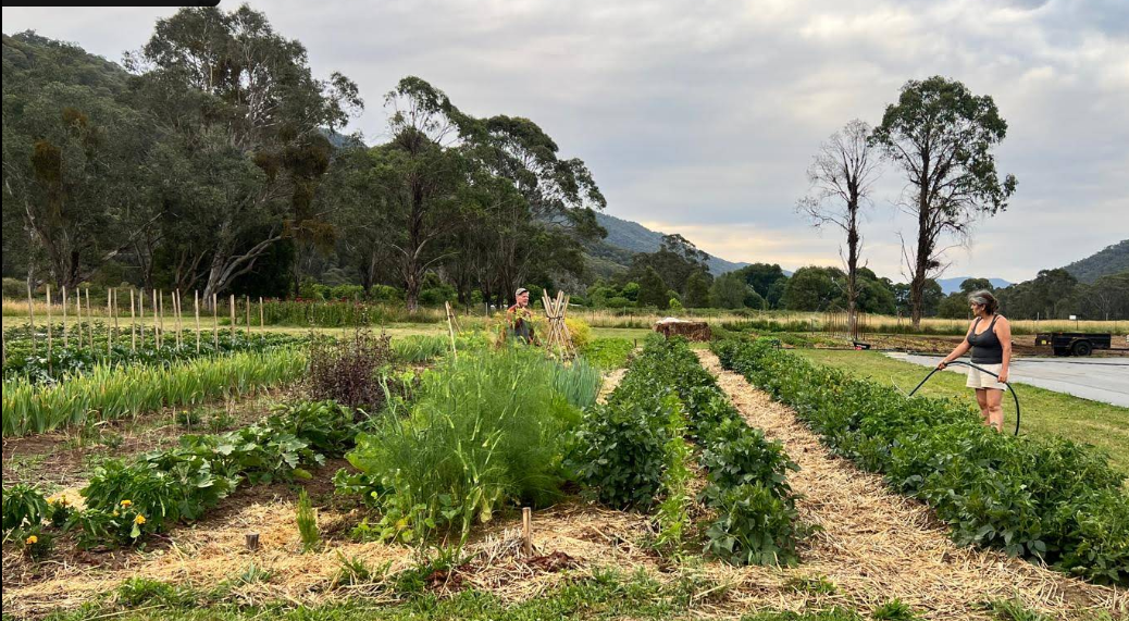Two women watering vegetables in a lush farm with trees and mountains in the background.