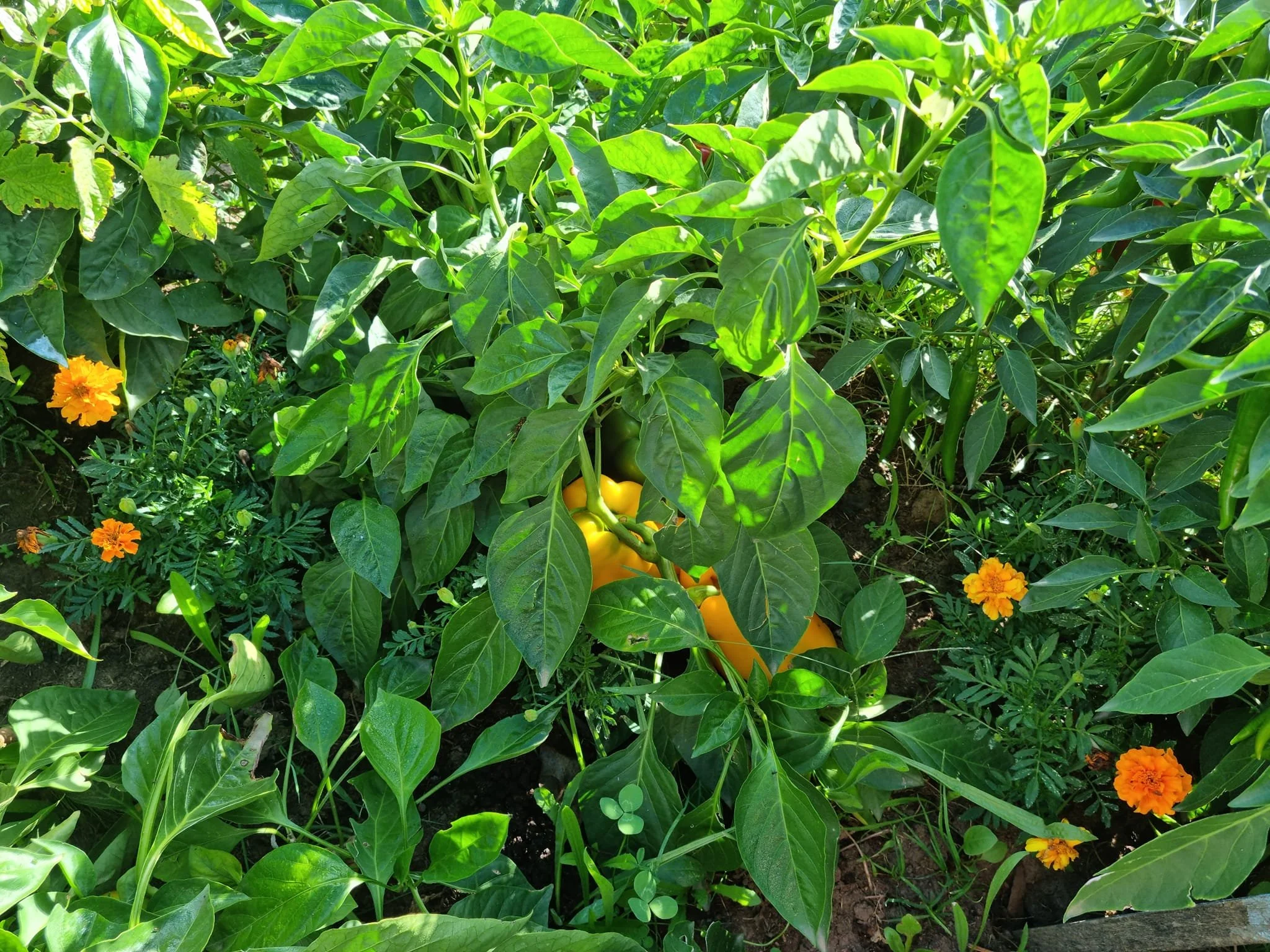 Green leafy plants with some visible yellow peppers and orange marigold flowers in a garden.