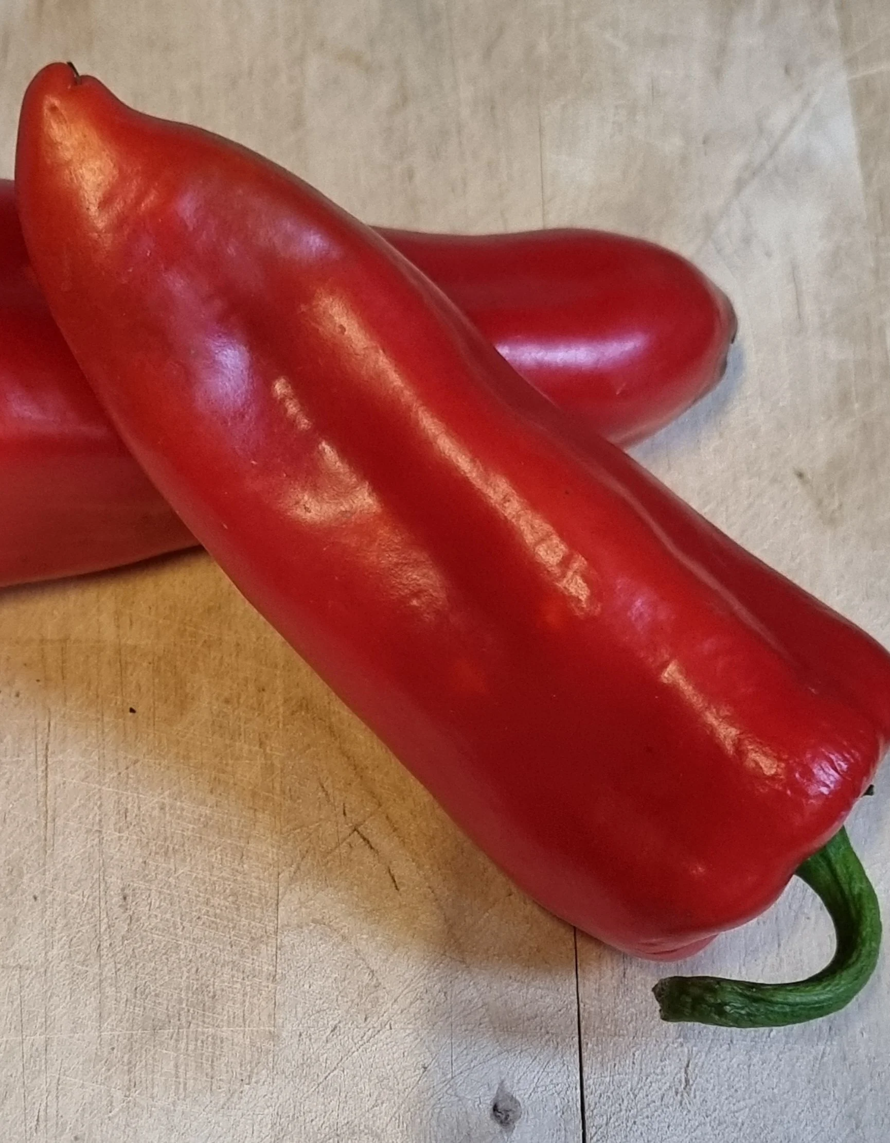 Capsicum