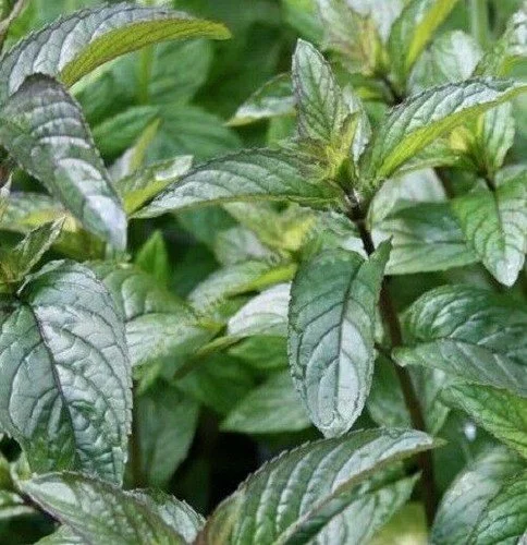 Peppermint