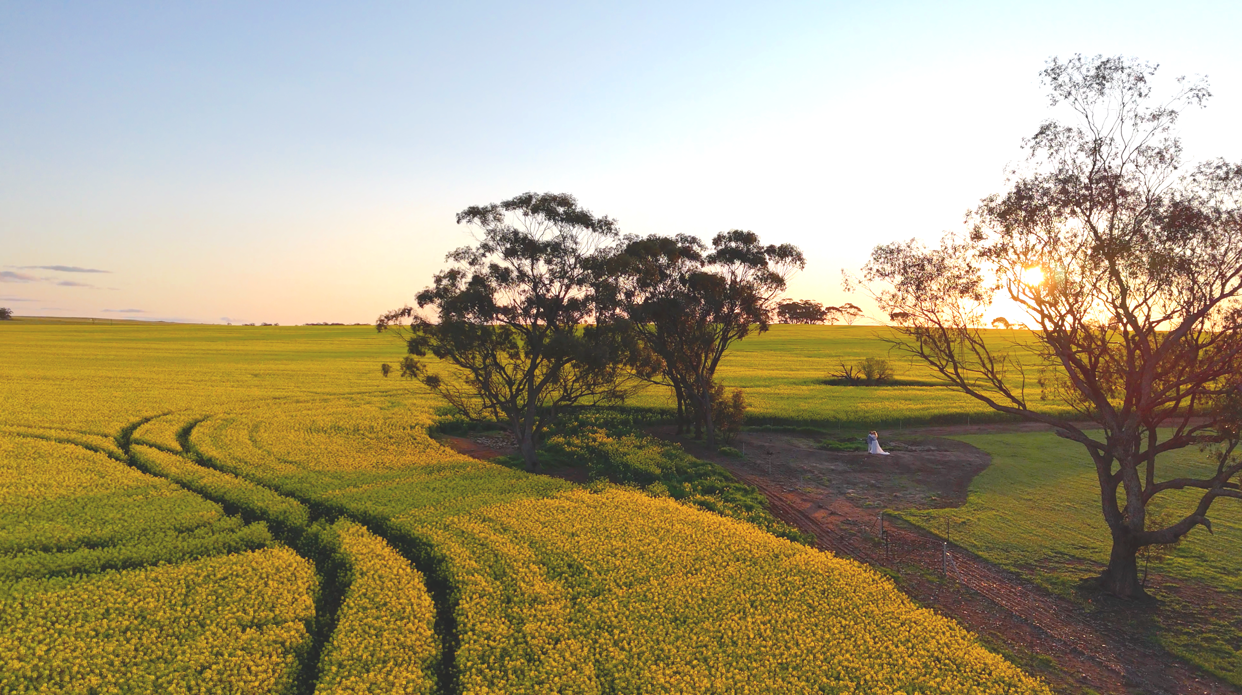 Sunset over a vast field with yellow crops and scattered trees, with a person sitting on the ground near a tree.