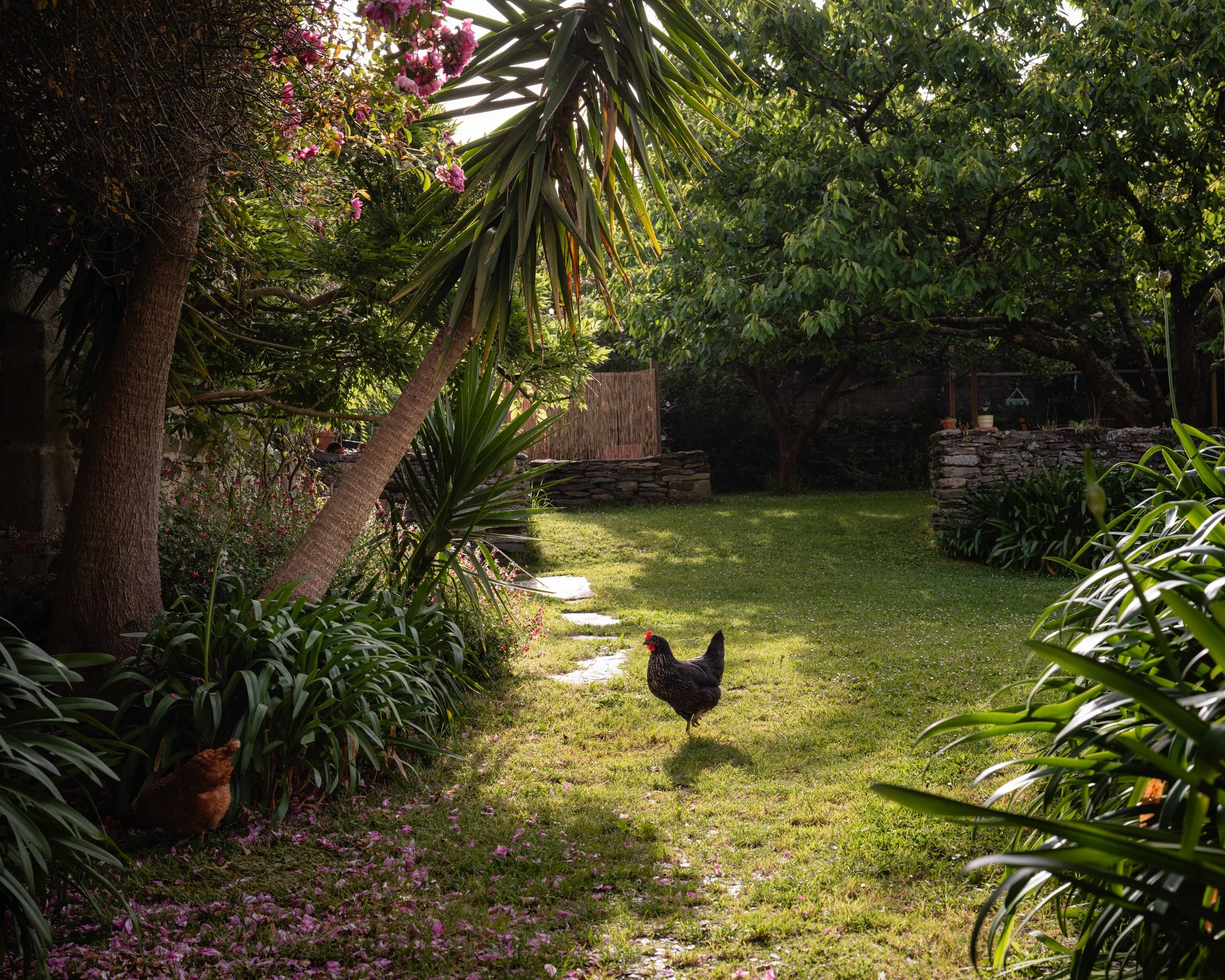 A lush garden with green trees and plants, a stone wall, and a pathway. In the foreground, a black hen stands on the grass, with a reddish-brown chicken partially visible. Pink flowers hang from a tree on the left.