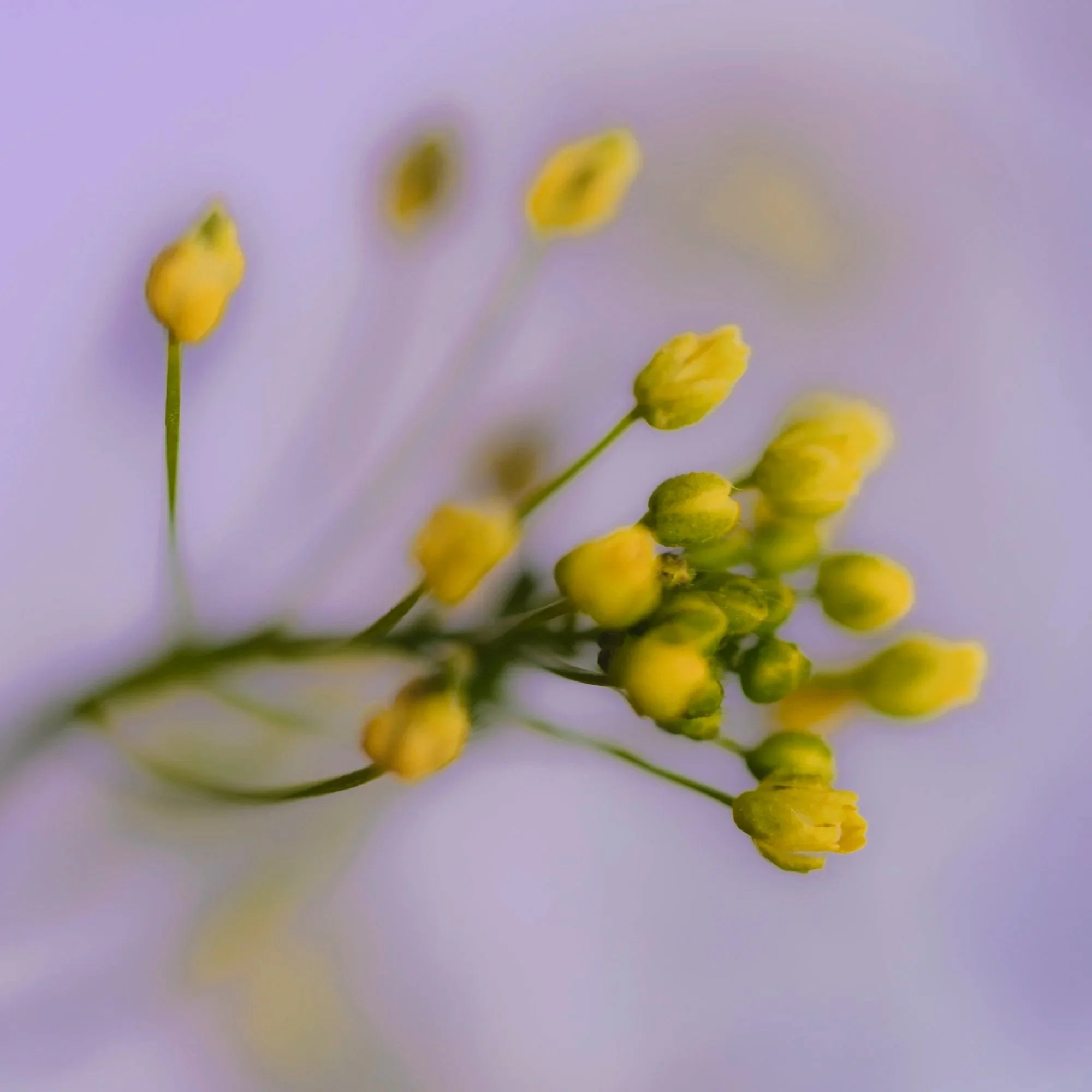 Webseite+klein+Draba+nemorosa+250529+17.jpg