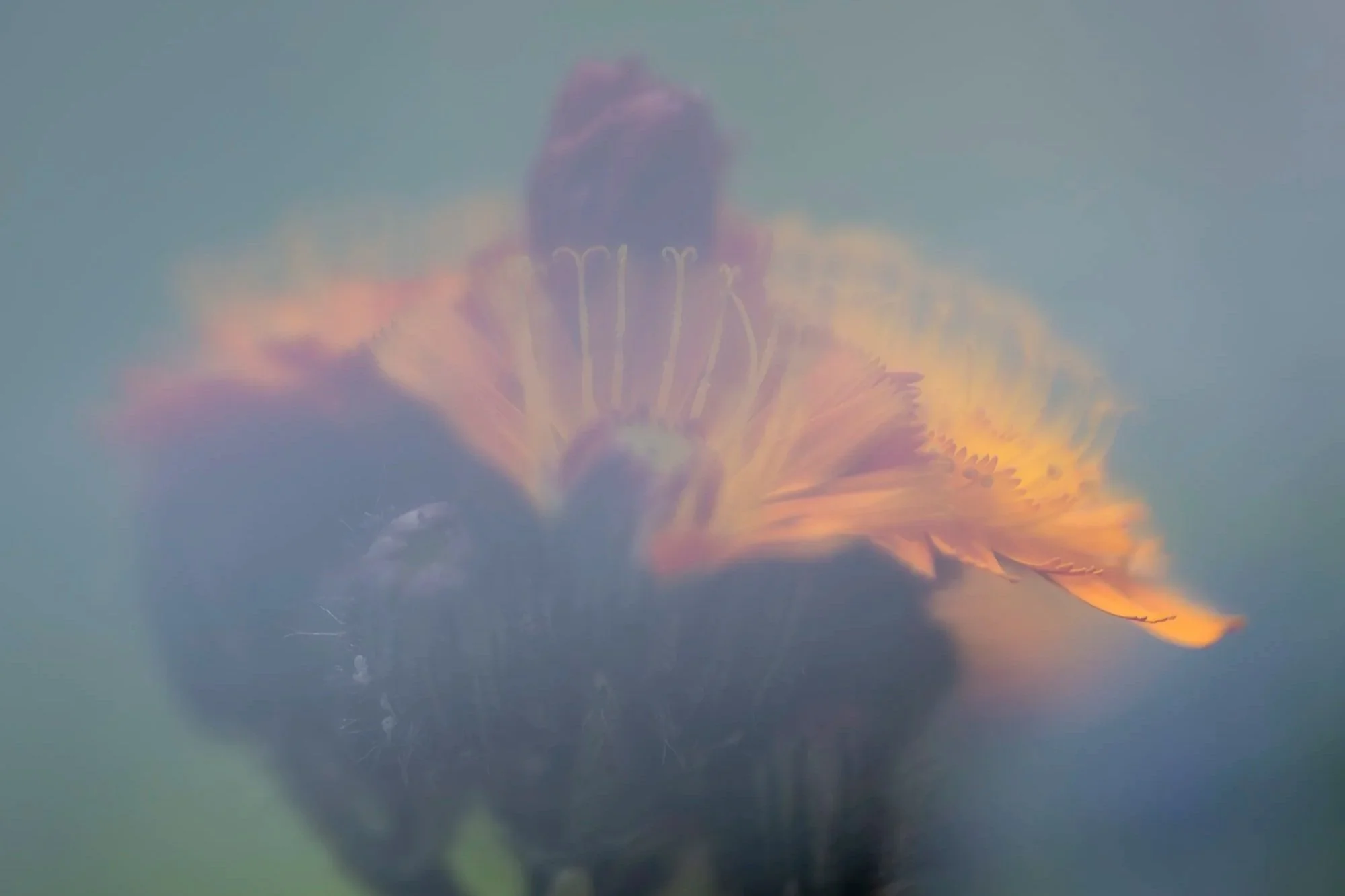 Webseite+klein+Hieracium+aurantiacum+240617+9-Verbessert-RR.jpg