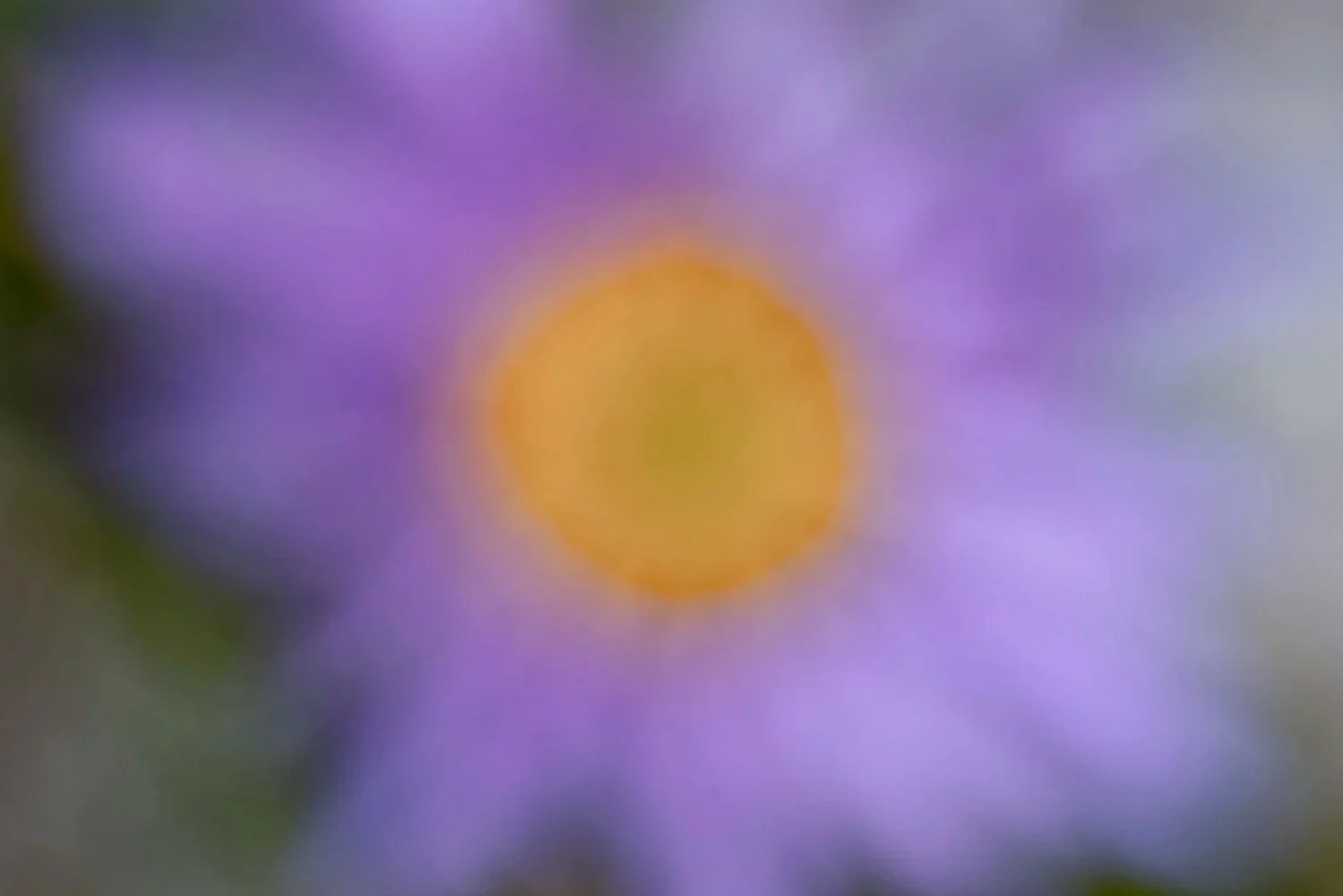 24+Aster+alpinus+230703+1-Bearbeitet.jpg