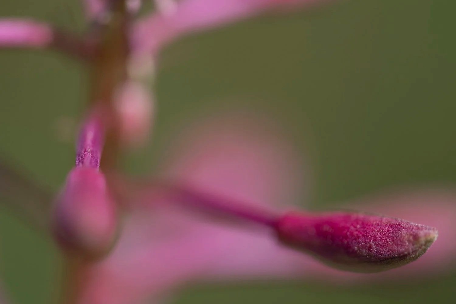 24+Epilobium+angustifolium+230728+36.jpg