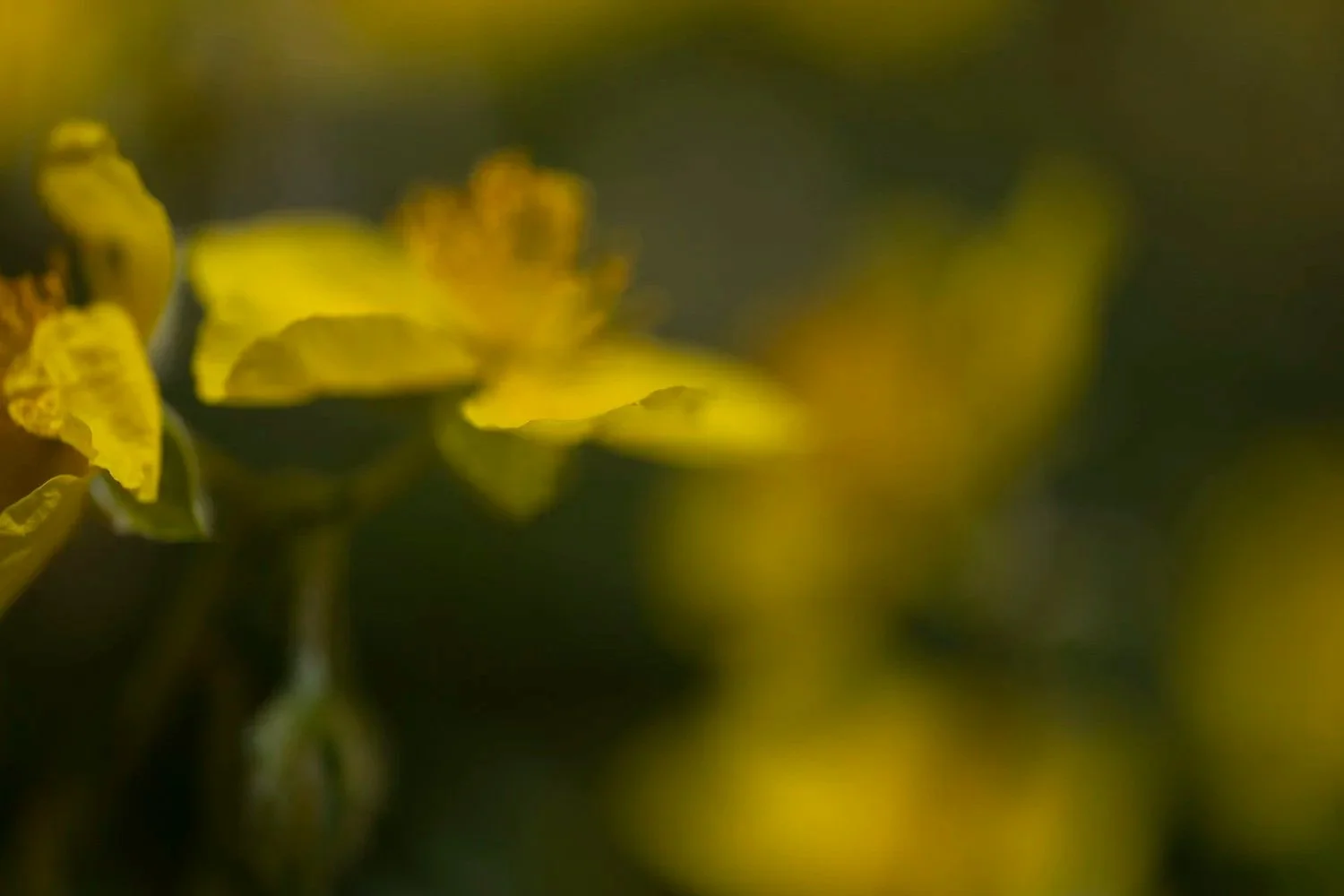 24+Helianthemum+nummularium+subsp.+grandiflorum+230704+004.jpg