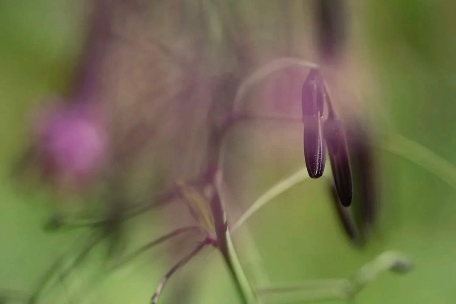24+Prenanthes+purpurea+230728+27.jpg