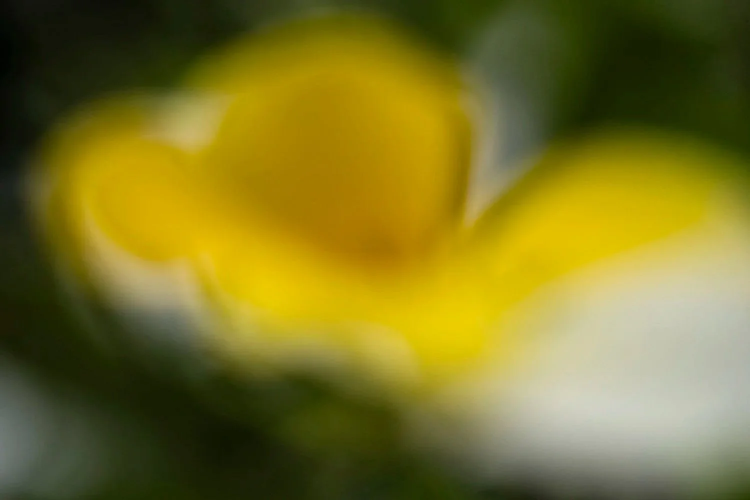 24+Viola+tricolor+230611+10.jpg