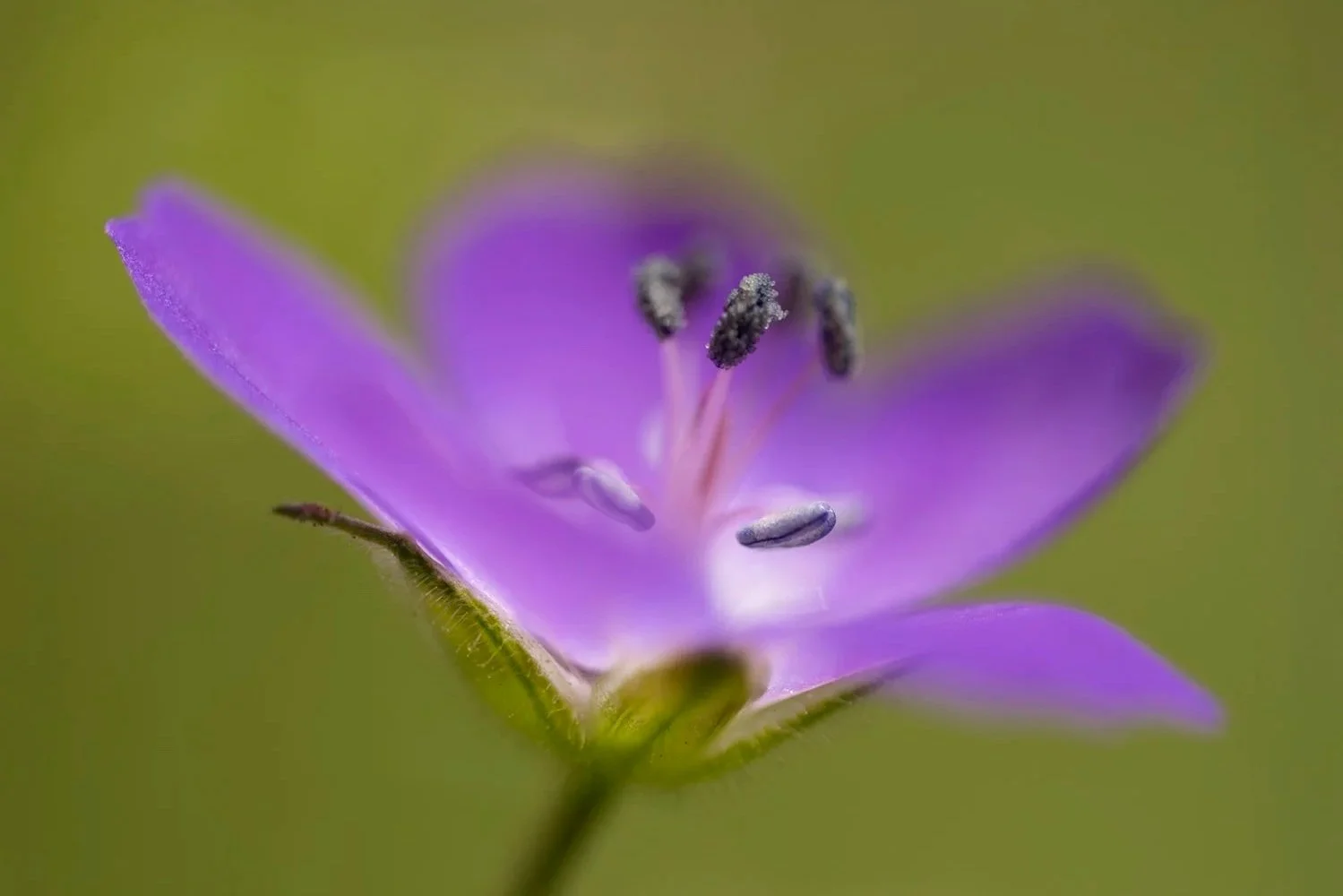 25+annex+Geranium+sylvaticum+240718+18-Verbessert-RR-Bearbeitet.jpg