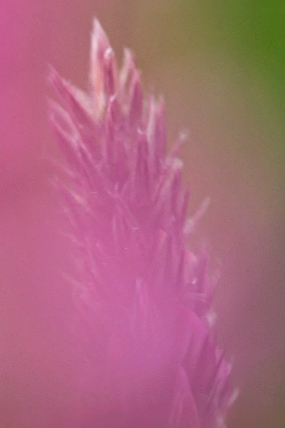 25+annex+Onobrychis+viciifolia+230609+035-Bearbeitet.jpg