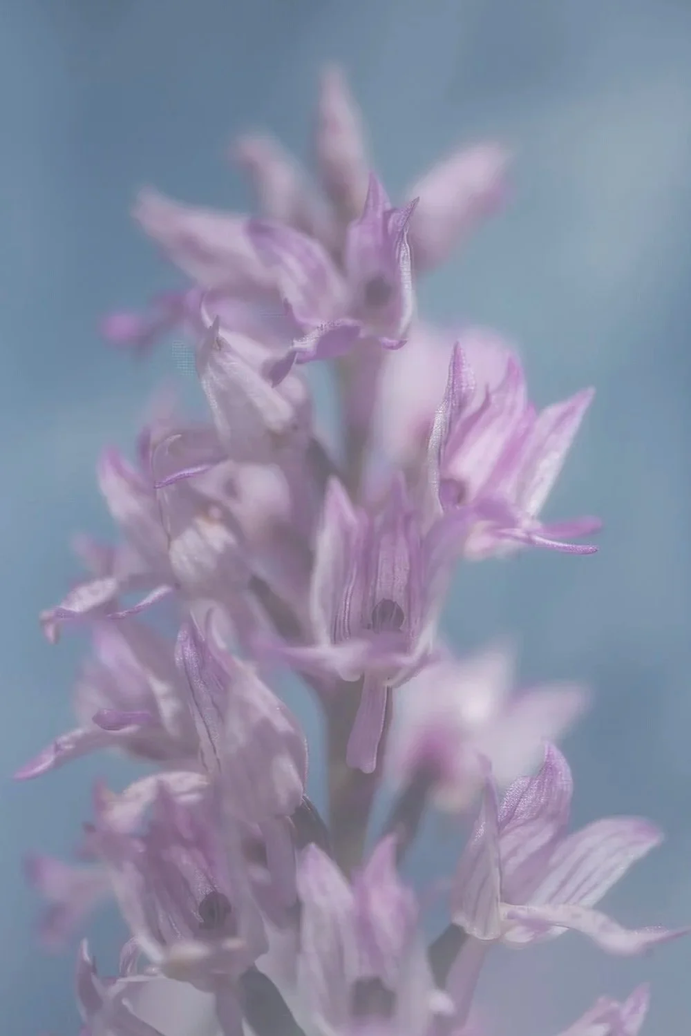 25+annex+Orchis+militaris+240622+45.jpg