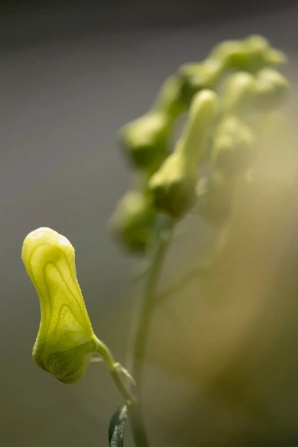 25+annex+Aconitum+lycotonum+subsp.+neapolitanum+240724+10.jpg